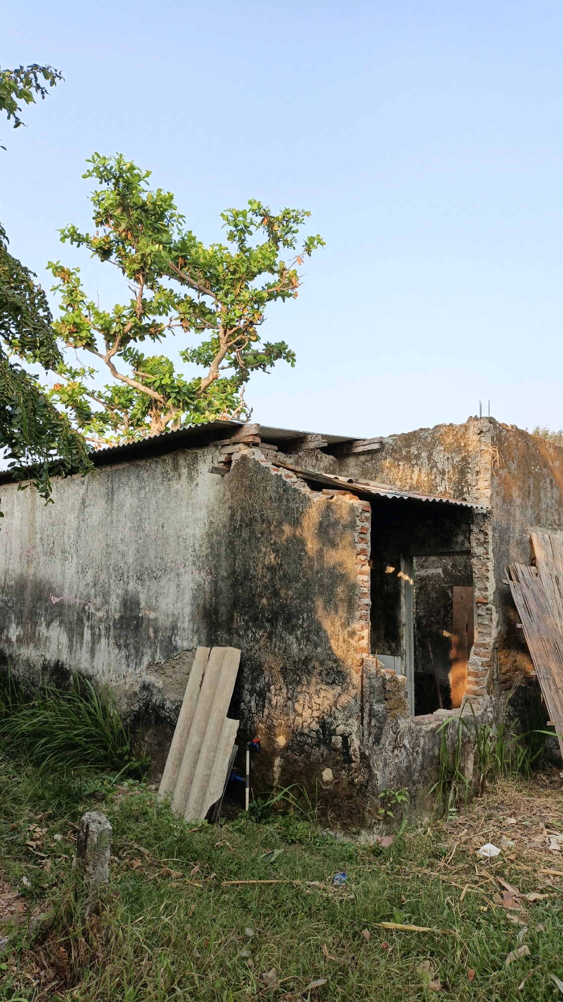 The image depicts the exterior of a partially collapsed, old, concrete structure located in Cikal, Indonesia. The building appears abandoned, with sections of the roof missing and walls crumbling, exposing brickwork. A corrugated metal roof covers a portion of the structure. Overgrown vegetation, including tall grass and a tree with green foliage, surrounds the building. Debris, such as sheets of corrugated material and wooden planks, are scattered around the property. The sky is clear and blue, suggesting daylight. There are no people or animals visible in the image.