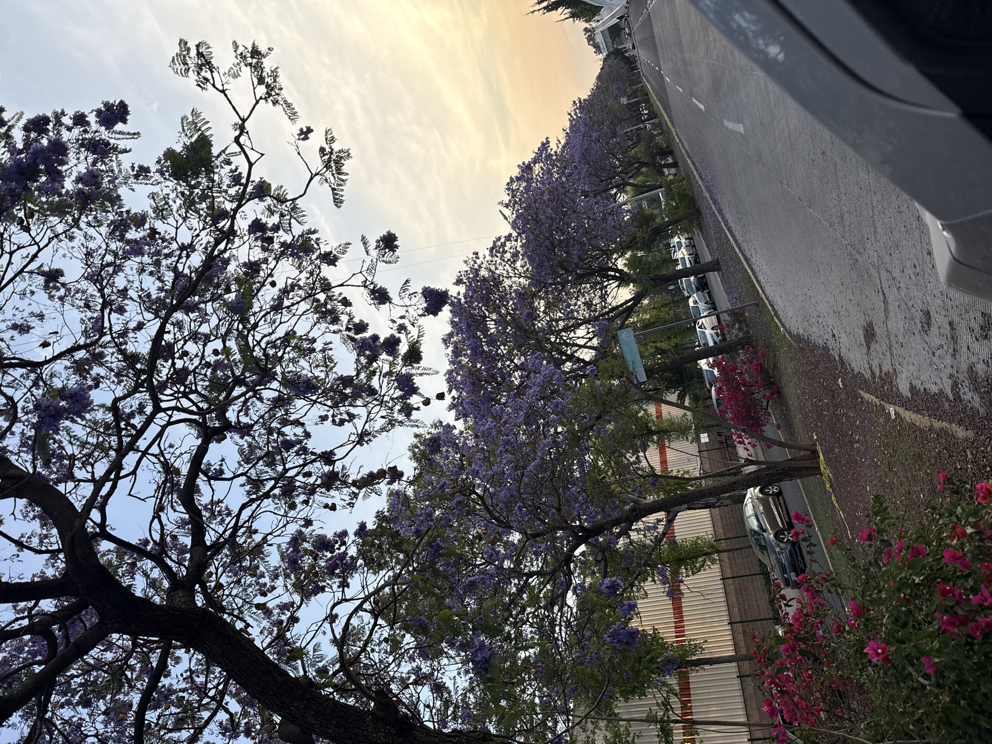 The image captures a street in Puebla, Mexico, lined with blooming Jacaranda trees displaying vibrant purple flowers. A few cars are parked along the edge of the road. Additionally, there is some pink foliage. A car is partially visible in the right part of the frame, suggesting that the photo was taken from inside. The sky appears to be a mix of blue and yellow, likely indicating either sunrise or sunset.