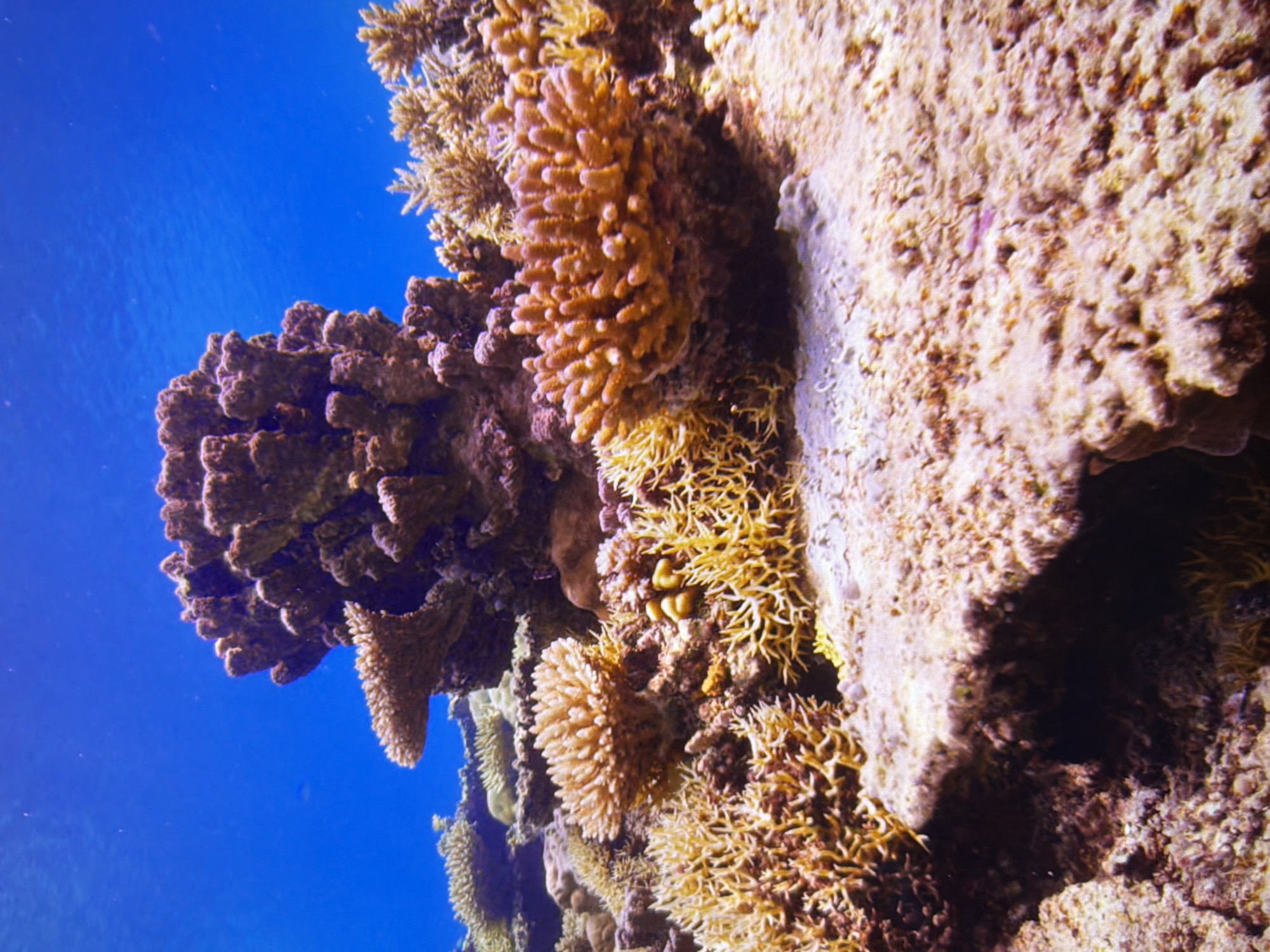 This is an underwater photograph of a coral reef. The foreground is dominated by a rocky, textured surface with various corals growing on it. These corals are in shades of brown, beige, and yellow, with some appearing branching and others more rounded or encrusted. In the midground, there are larger formations of brown and reddish-brown coral, with intricate structures. The background is a clear, bright blue ocean. The image depicts a healthy marine ecosystem with diverse coral growth. There are no people or man-made objects visible. The location is not in Kyiv, Ukraine, as the scene is underwater.