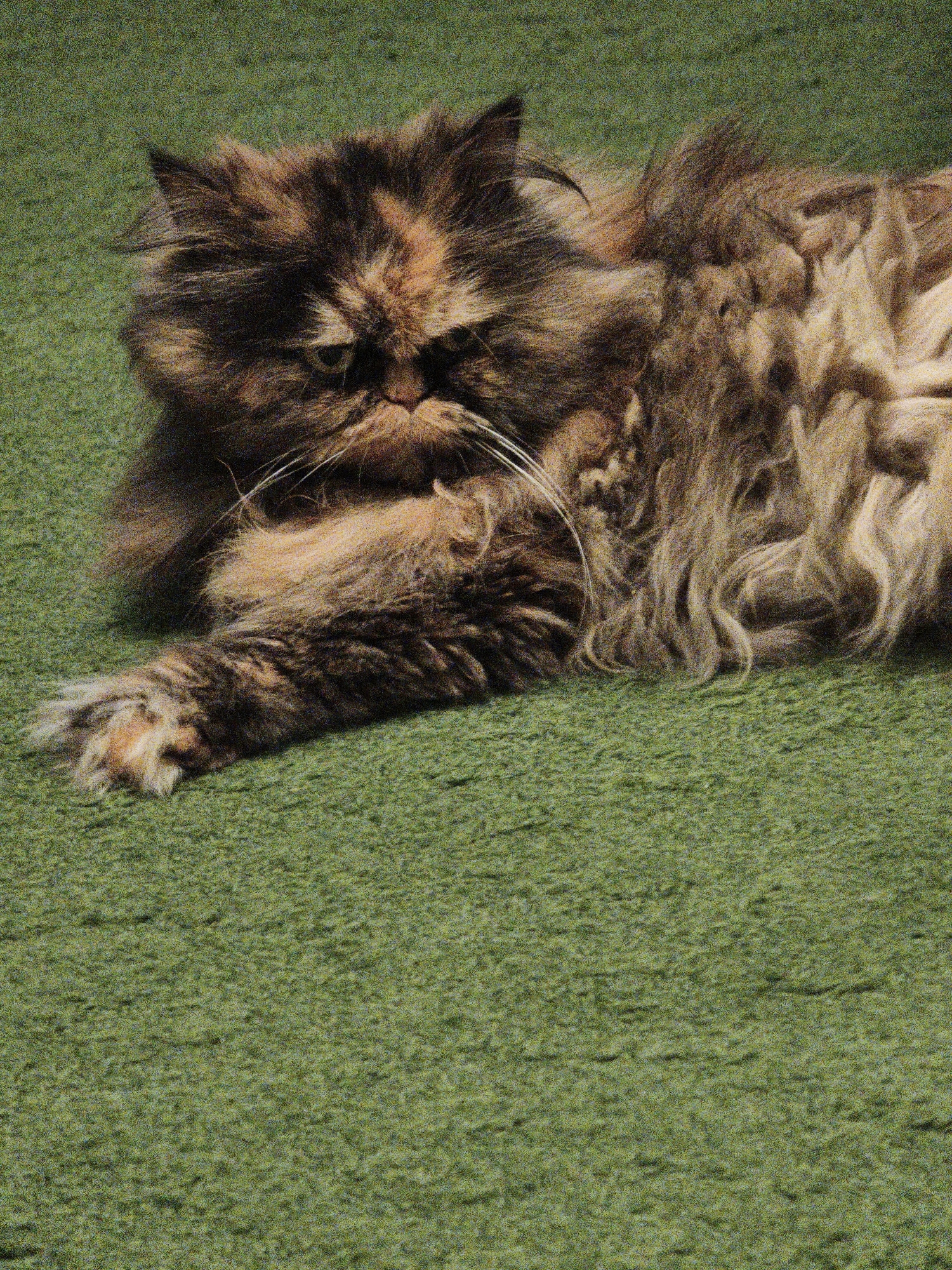 An overhead medium shot shows a long-haired tortoiseshell cat lying down on a green carpet. The cat is facing to the left with its head turned slightly towards the viewer. Its fur is a mix of brown, black, and orange. The cat's right paw is extended forward, with its claws retracted. The cat's body is curled to its right, and its tail is not visible. The carpet is a solid green color and appears to be a plush or shag carpet. The lighting is even, and there are no shadows visible. The image is slightly grainy, suggesting it was taken with a digital camera with a high ISO setting or in low light conditions. The background is entirely out of focus, making the cat the sole subject of the image.