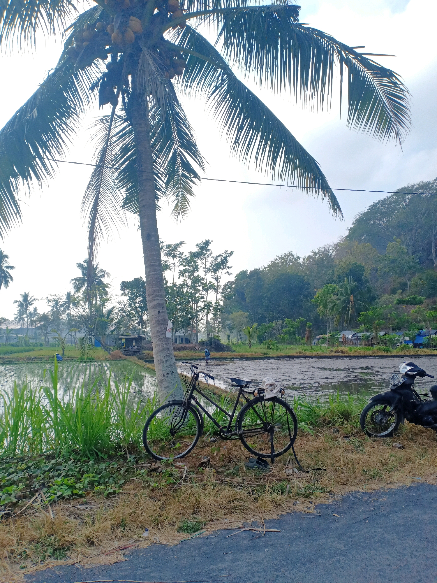 The image captures a rural scene in Pasirian, Indonesia, featuring a rice paddy field in the foreground, bordered by lush green grass and dry, yellowish vegetation. A tall, mature coconut tree with a cluster of coconuts stands prominently to the left, its fronds extending across the frame. Next to the coconut tree, a black bicycle is parked, its saddle draped with a white cloth. To the right of the bicycle and slightly behind it, a black motorcycle is parked. In the background, a gentle hill covered in dense green trees forms the backdrop, with a few small structures and what appear to be rice terraces visible on its lower slopes. The sky is overcast, suggesting a humid or hazy atmosphere common in tropical regions. The overall impression is of a peaceful, agricultural landscape.