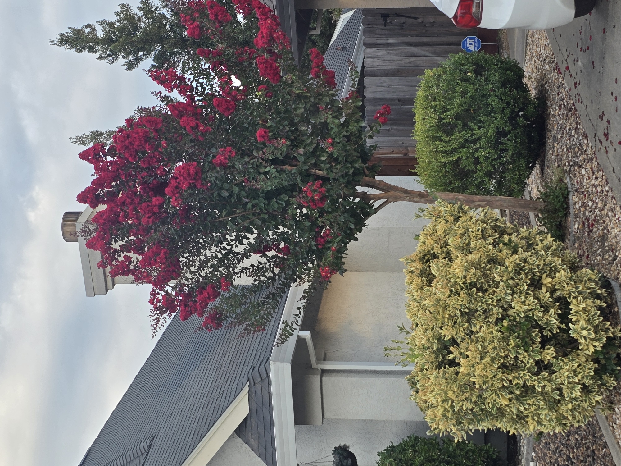 An exterior shot of a residential property shows a house with a dark gray asphalt shingle roof and light gray stucco siding. A chimney with a metallic cap extends from the roof. In front of the house, a vibrant crape myrtle tree displays a profusion of bright red flowers. To the left of the crape myrtle is a large, rounded shrub with variegated green and yellow leaves. To the right of the crape myrtle, a smaller, dark green, spherical shrub is visible, along with a wooden fence and an ADT security sign. A portion of a white car is parked to the right of the frame. The ground is covered with gravel and scattered red petals, suggesting the crape myrtle is in bloom and shedding. The sky is overcast with diffused light.