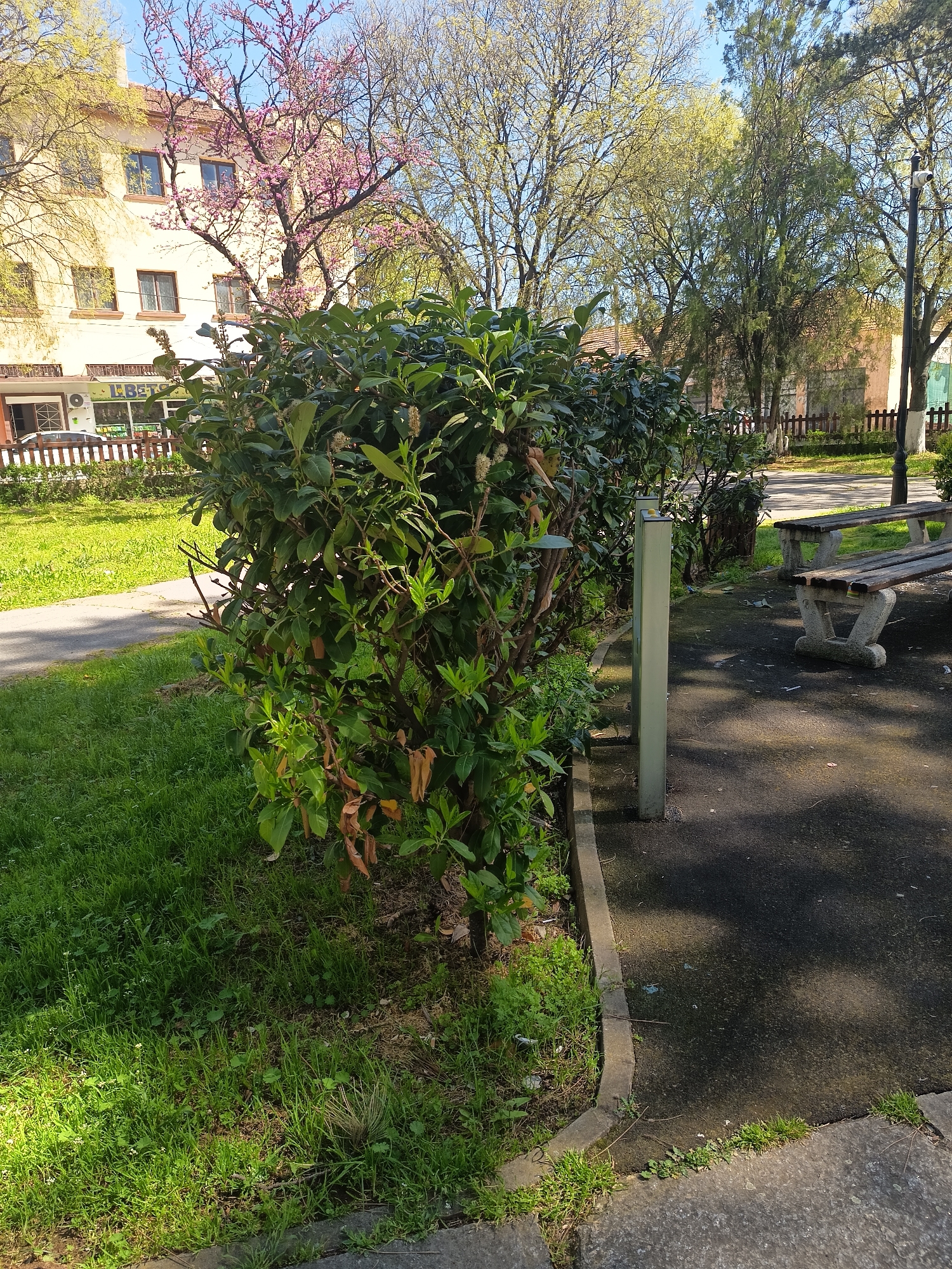 The image depicts a park scene in Sungurlare, Bulgaria. A bush dominates the foreground, positioned alongside a paved walkway. Behind the bush, a metal post stands. To the right of the walkway, there's a bench. In the background, buildings are visible, including one with a flower shop storefront. Trees with early spring foliage are scattered throughout the park. The sky is partly cloudy with a clear, blue section. The setting is generally peaceful and undisturbed.