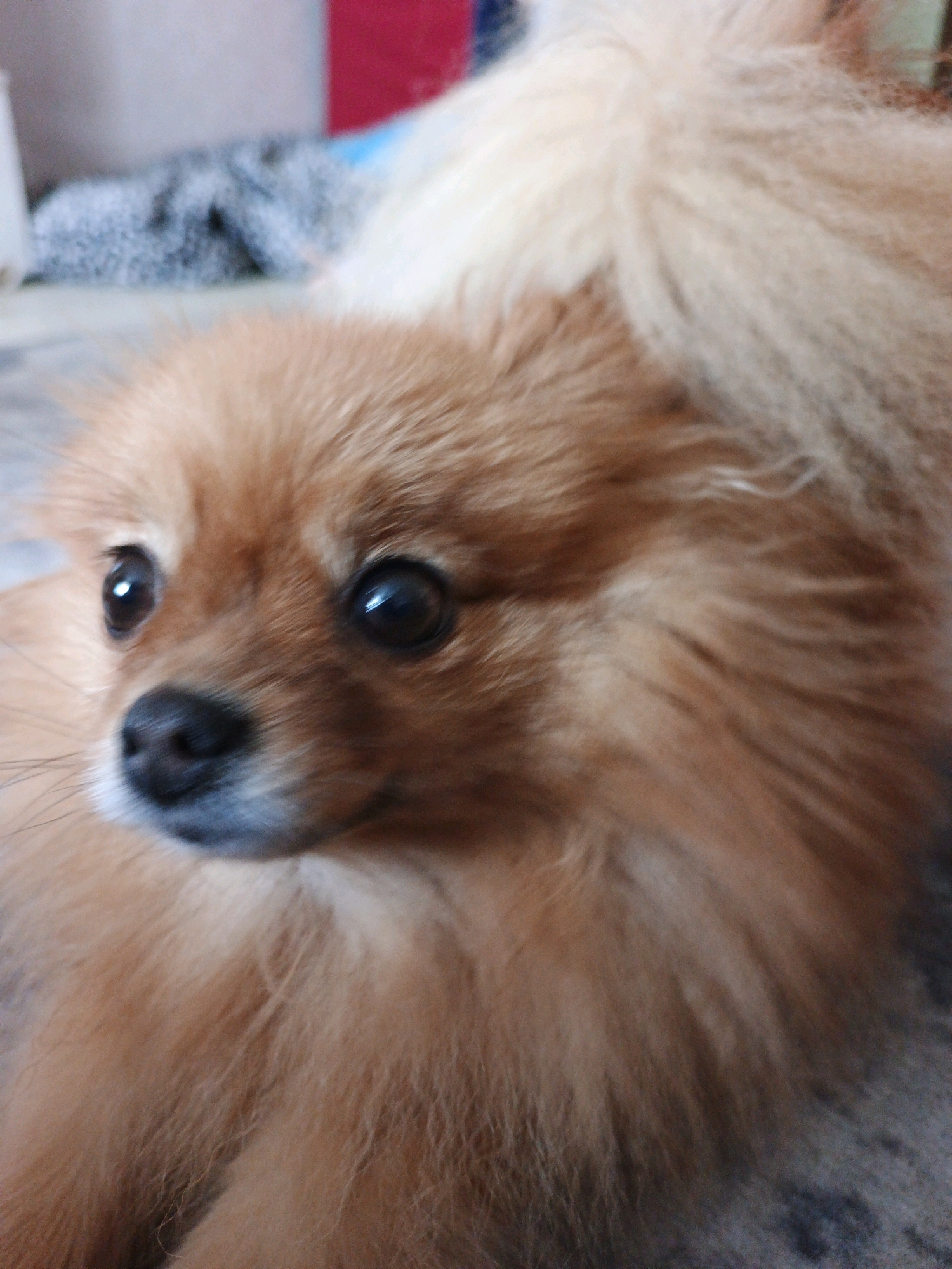 The image shows a close-up, eye-level shot of a Pomeranian dog's head and upper body. The dog has fluffy, reddish-brown fur and dark, expressive eyes. Its nose is black. The background is blurred and appears to be an indoor setting, possibly a room with some fabric items. There is no visible information that suggests the location is in the city of Zlatoust, Russia.
