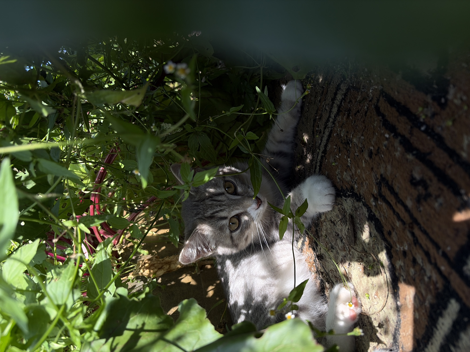 A young tabby cat with white paws and chest is lying on a patterned surface, partially obscured by lush green foliage. The cat has light brown eyes and its ears are slightly perked. Sunlight filters through the leaves, creating dappled shadows on the cat and the ground. The background consists of dense green plants with some reddish stems visible. The scene appears to be outdoors, possibly in a garden or natural setting. The location is specified as Olkhovka, Russia.