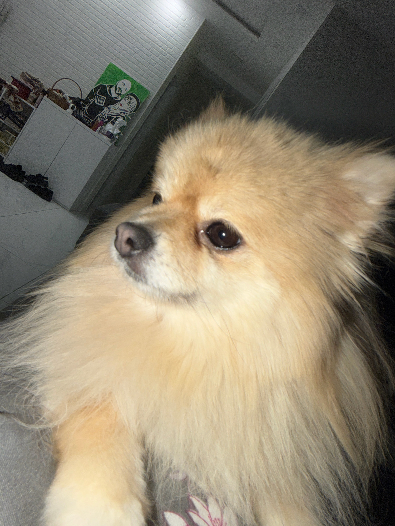 The image shows a close-up of a Pomeranian dog. The dog has light brown fur and is looking slightly to the left. The background is out of focus, but appears to be an indoor setting. There is a white brick wall on the left side of the image, with a shelf holding various items, including what looks like a framed picture of two people. To the right of the dog, the background is dark. The lighting suggests it is likely evening or nighttime. The location is identified as Tbilisi, Georgia.