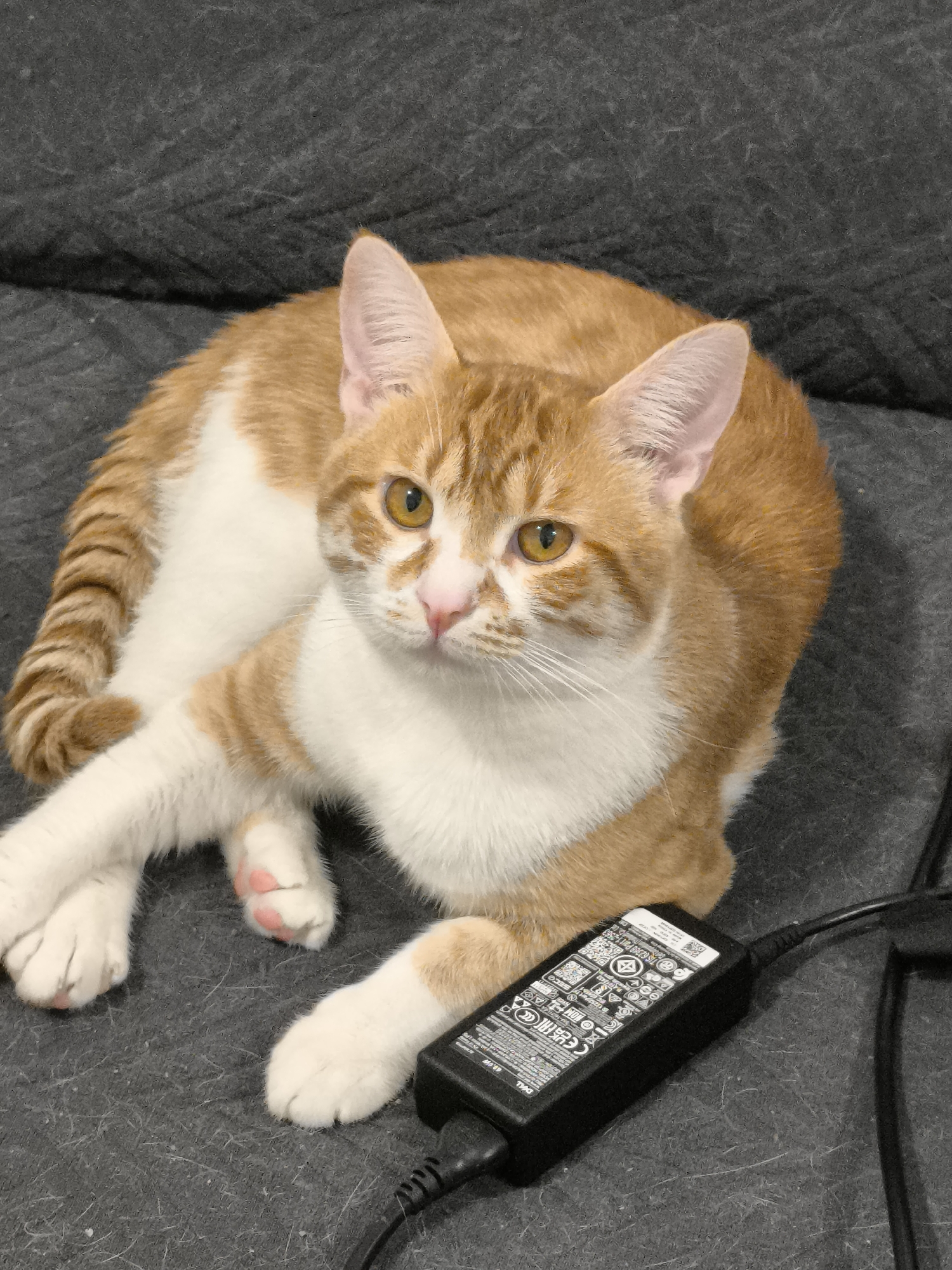 A medium shot depicts a ginger and white cat lounging on a grey, textured surface, likely a sofa or cushion. The cat is lying down with its paws crossed. A black laptop power adapter with an attached power cord is positioned near the cat's paws. The setting suggests an indoor domestic environment. There is no information to suggest this is in Varna, Bulgaria.