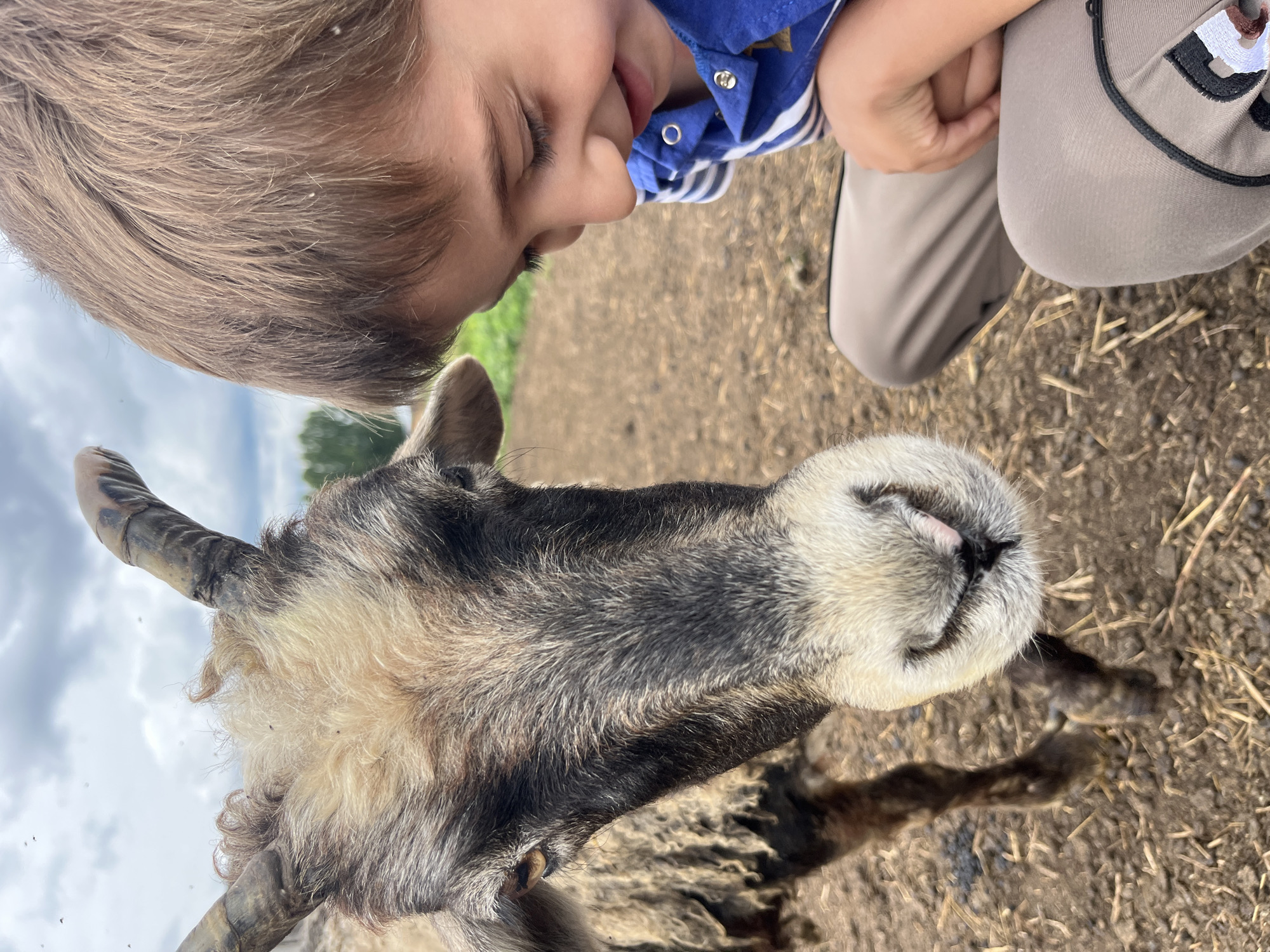 A close-up outdoor shot shows a young boy and a sheep in a rural setting, possibly on a farm. The sheep, a mature animal with thick, dark, and light brown wool, is positioned to the left, facing the camera. Its head is dominant in the frame, displaying prominent, curved horns, a grey and white muzzle, and watchful brown eyes. The boy, on the right, is leaning in towards the sheep, his face partially obscured by his brown hair. He is smiling and looking down at the animal, his features suggesting an expression of joy and engagement. He is wearing a blue and white striped shirt and tan pants. The background consists of dry, brown earth with scattered straw and sparse green vegetation. The sky above is overcast with grey clouds. The image captures a moment of gentle interaction between a child and an animal in a natural environment.