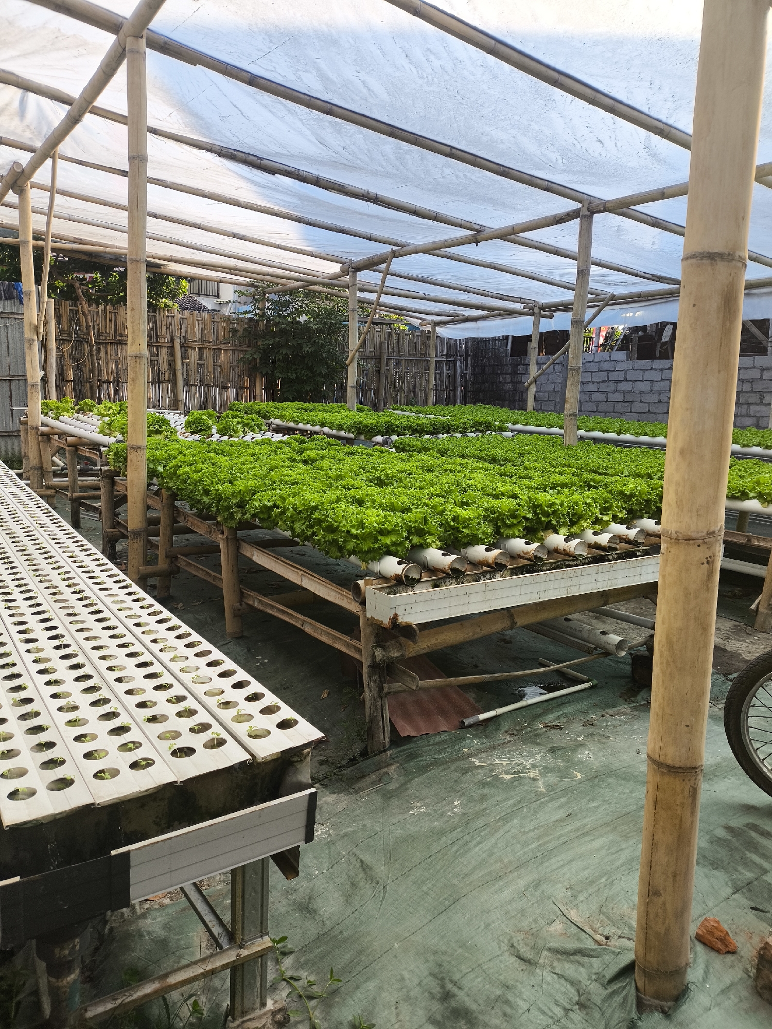 This image depicts a hydroponic farm in Lumajang, Indonesia. The farm features a bamboo structure supporting a white tarp roof, likely for protection from the elements. Rows of lush green lettuce are being grown in PVC pipes laid on elevated wooden platforms. In the foreground, a white tray with numerous small plant seedlings in individual holes is visible, indicating the early stages of cultivation. The ground is covered with a green tarp, and various PVC pipes and a wheel are scattered around the area, suggesting ongoing activity and setup. A bamboo fence and some vegetation are visible in the background, along with a brick structure. The overall scene conveys a functional, albeit somewhat rustic, agricultural setup.