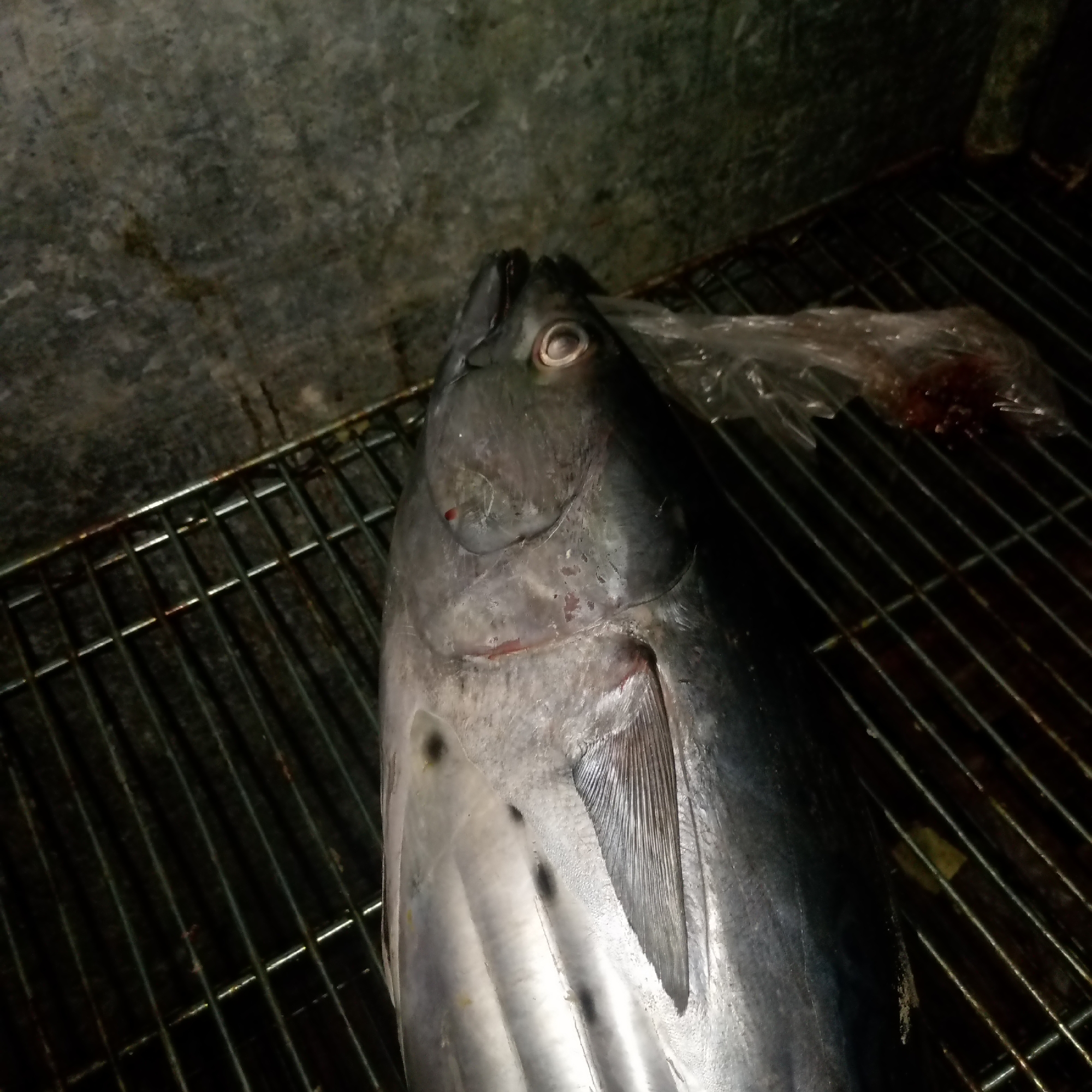 The image shows a large, fresh, whole tuna fish lying on a metal rack inside a dark, possibly refrigeration or storage space. There's a translucent plastic bag visible near the fish's head, with what appears to be a reddish liquid (possibly blood or fish residue) inside or near it. The background is a textured, possibly concrete wall. There's no visual indication of Juan Griego, Venezuela, in the frame. No people are visible. The scene is suggestive of fish being processed or stored for commercial purposes.