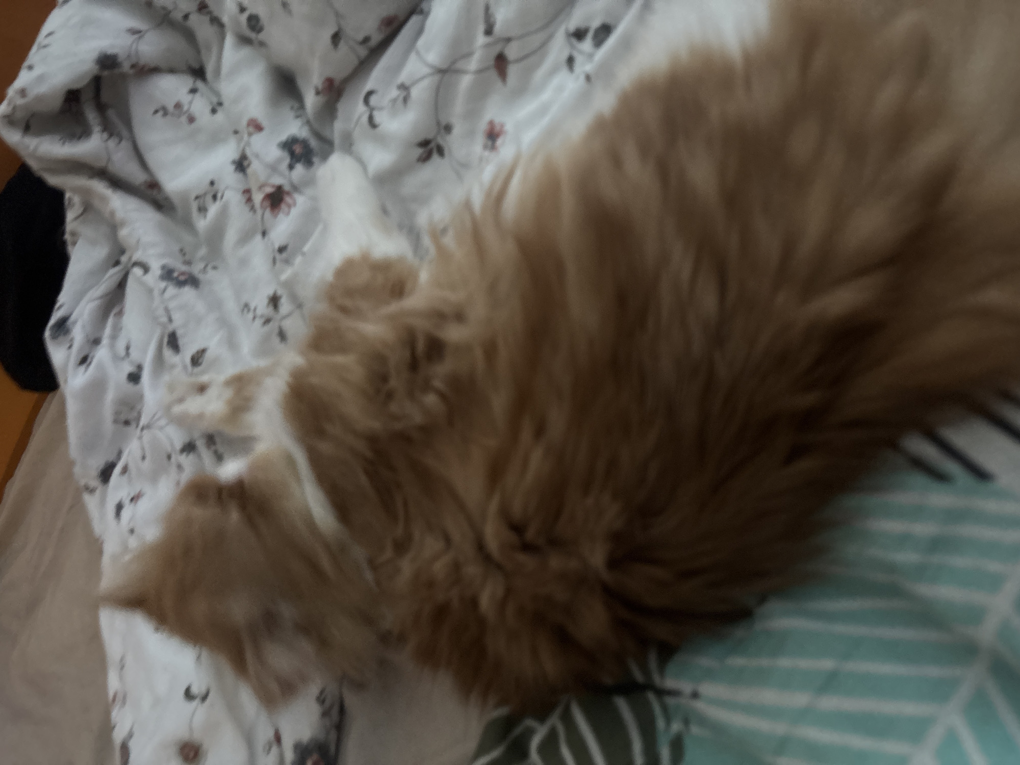 In an indoor setting, a ginger and white cat is lying on a bed covered with a floral patterned comforter. The cat is viewed from above, with its body mostly obscuring the comforter. The cat's fur is a mix of ginger and white, and it appears to be relaxed. The comforter has a white background with a pattern of small, scattered flowers in shades of red, blue, and gray. To the left of the comforter, a portion of a teal and white striped fabric is visible, likely a pillowcase or another bedding item. The lighting suggests it is daytime, possibly with natural light filtering into the room. The image is slightly out of focus, giving a soft, impressionistic feel to the scene.