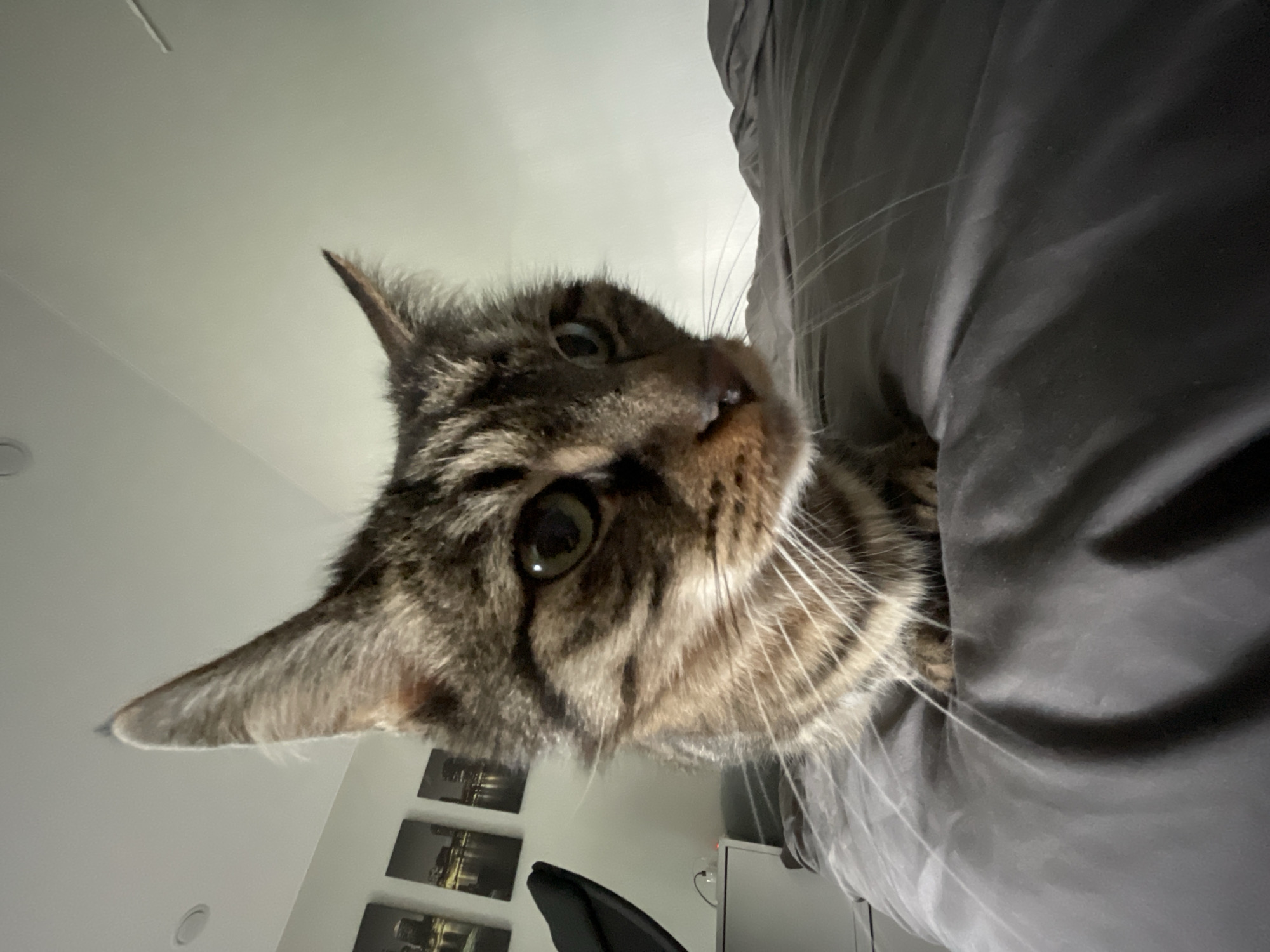The image shows a close-up of a tabby cat's face as it peeks over a dark gray blanket. The cat has green eyes and is looking directly at the camera with a curious expression. Its fur is striped with black, brown, and tan. The cat's ears are pointed, and its whiskers are long and white. The background is blurred, but it appears to be an indoor setting with a white ceiling and wall, and some framed artwork on the wall. The lighting suggests it is daytime, possibly indoors with artificial lights. The image is taken from a low angle, making the cat appear to be looking down at the viewer. The cat is partially obscured by the blanket, which is draped around it, suggesting it might be nestled or hiding within it.