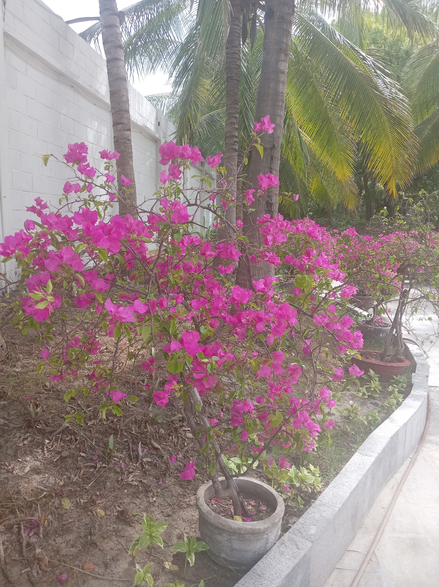 In the city of Dong Ninh Hoa, Vietnam, a scene unfolds featuring lush tropical flora. A white brick wall forms a boundary on the left, partially obscured by the vibrant pink bougainvillea flowers. Several palm trees with their distinctive textured trunks are interspersed among the flowering plants, their fronds reaching towards a bright sky. The ground is covered in dry soil and fallen leaves, creating a natural, somewhat untamed aesthetic. In the foreground, a potted bougainvillea in a gray concrete pot sits near a low, grey stone wall that borders a paved walkway. Further in the background, more potted plants, including another bougainvillea in a terracotta pot, are visible, adding depth to the garden setting. The overall impression is one of a tropical outdoor space, possibly a garden or courtyard.