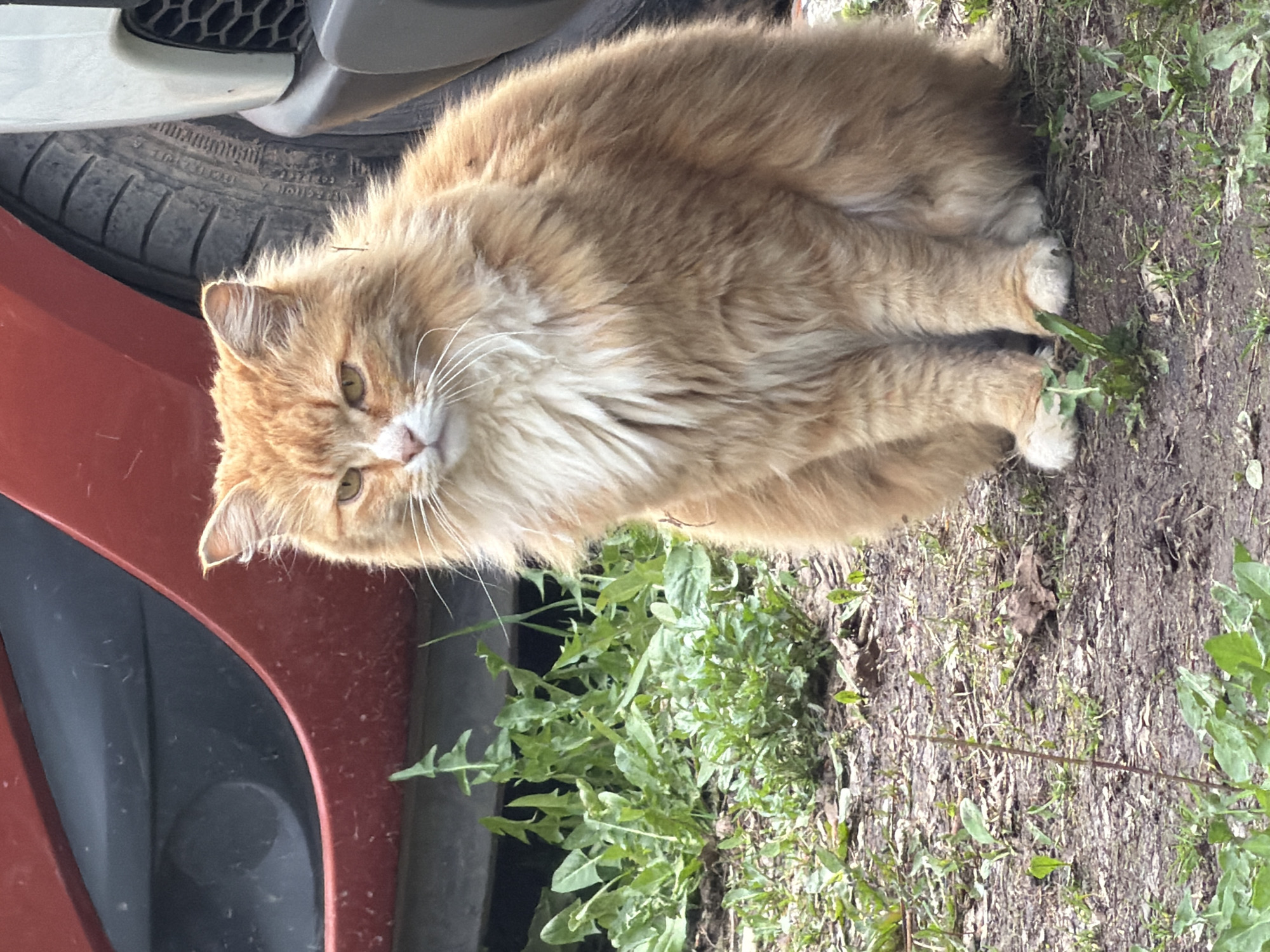 A long-haired ginger cat is lying on the ground next to a red car. The cat is facing the camera, with its paws tucked underneath its body. The ground is dirt and grass. The car is parked in a residential area, with other cars and buildings visible in the background. The location could possibly be in Votkinsk, Russia. The cat appears relaxed and content.
