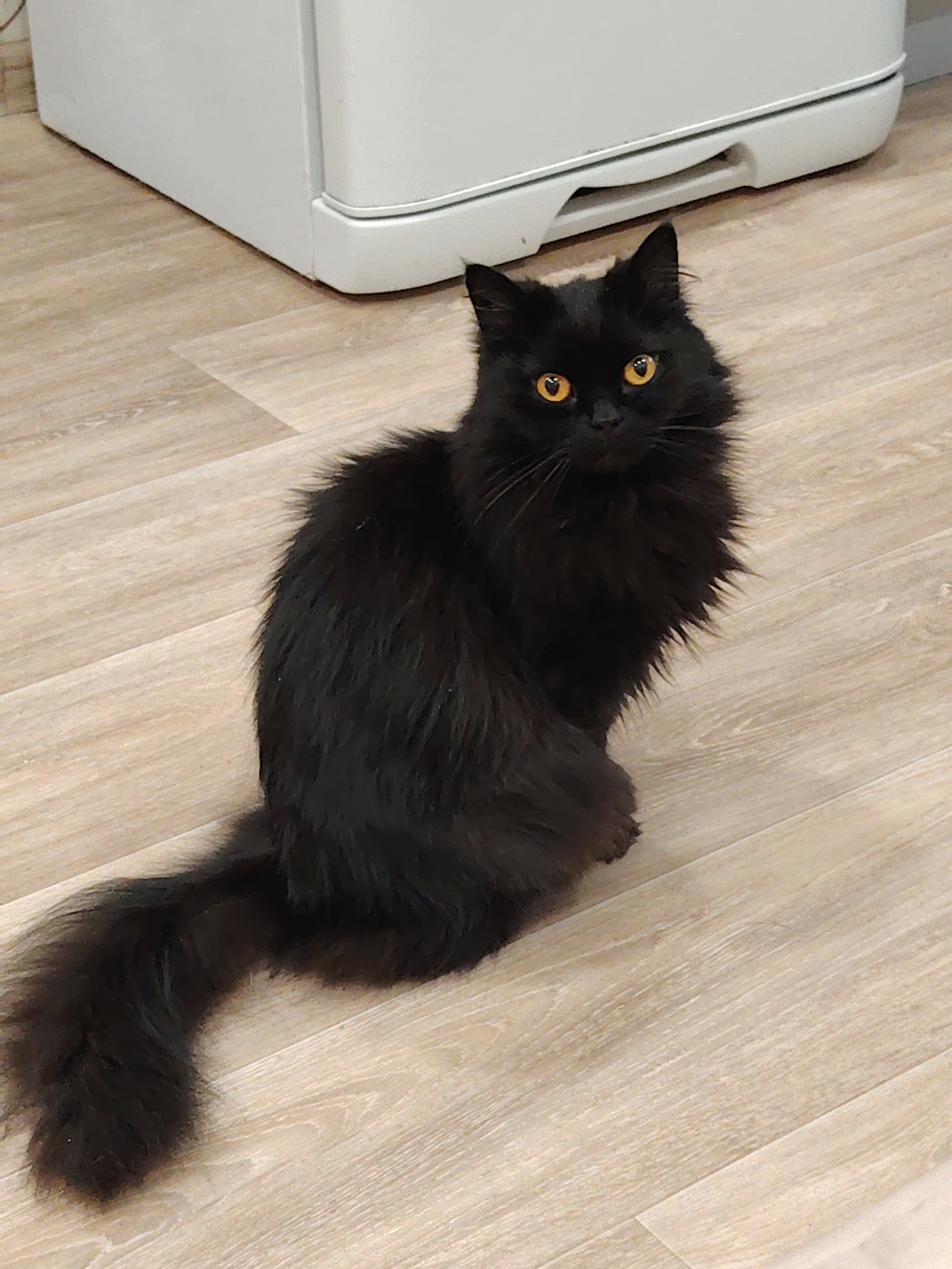A black cat with golden eyes sits on a light brown wood-patterned floor. Behind the cat, in the upper left corner, is a white appliance, possibly a refrigerator or washing machine. The location is Unknown, Unknown.