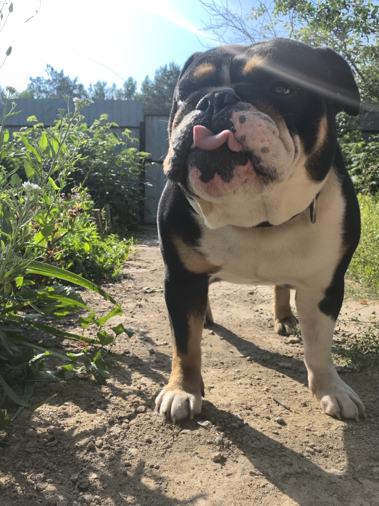 The image shows a tri-colored bulldog standing on a dirt path in what appears to be a backyard or rural area. The dog's tongue is sticking out. In the background, there is lush green foliage, a grey fence, and trees. The sun is shining brightly, casting shadows on the ground. The location is identified as Noviy, Russia.