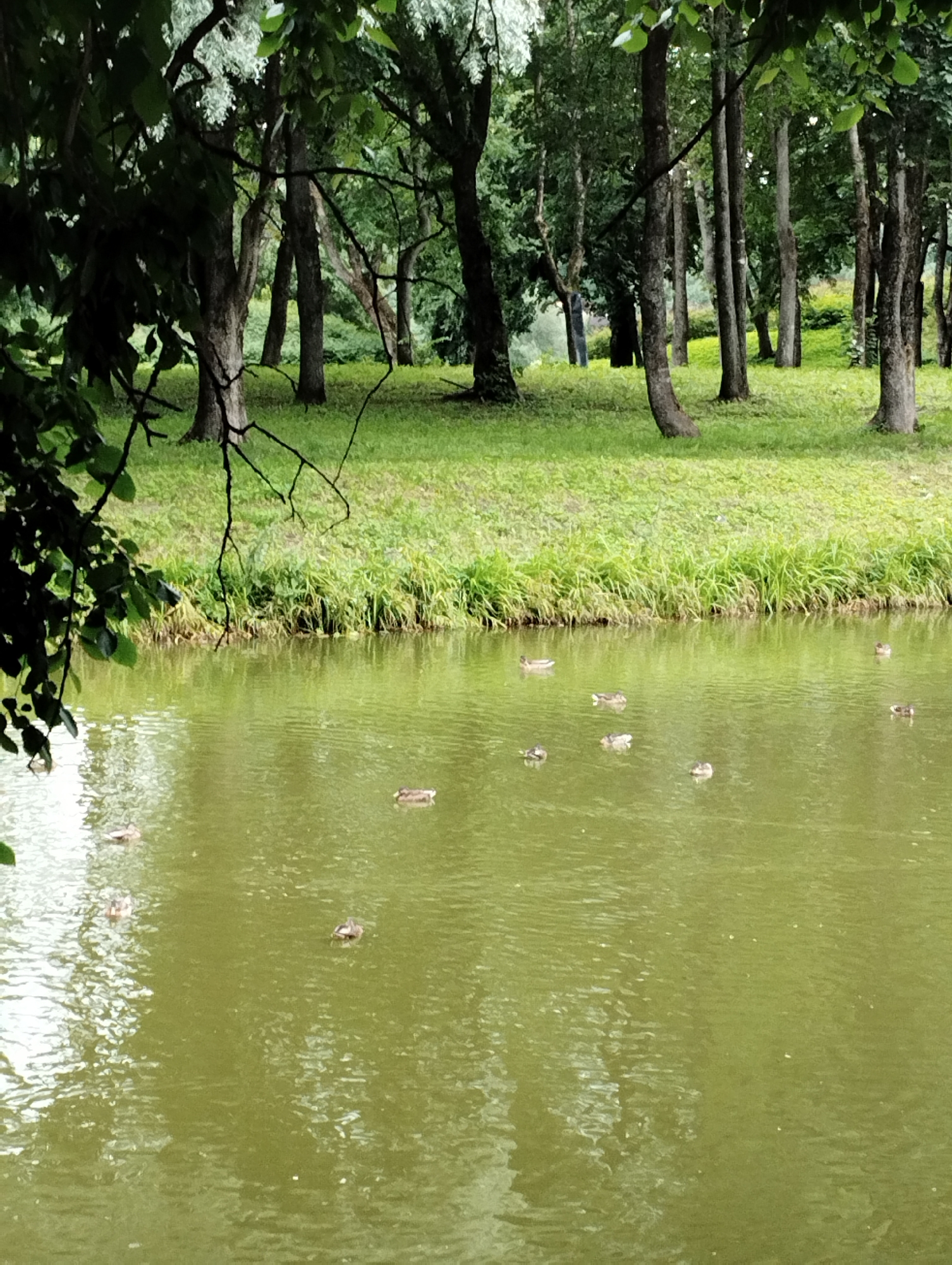 The image depicts a tranquil scene by the water's edge, with a focus on a body of water and a wooded area. The water, a muted olive green, is calm with subtle ripples, reflecting the overcast sky. Several ducks are visible on the water, appearing to be swimming or resting. In the background, a grassy bank slopes upwards, transitioning into a dense collection of trees. The trees are a mix of deciduous and possibly coniferous, with thick trunks and a canopy of green leaves. The lighting suggests it may be a cloudy day. The location is specified as Kingisepp, Russia, implying this is likely a park or natural area within or near the city. There are no people or man-made structures immediately apparent in the scene.
