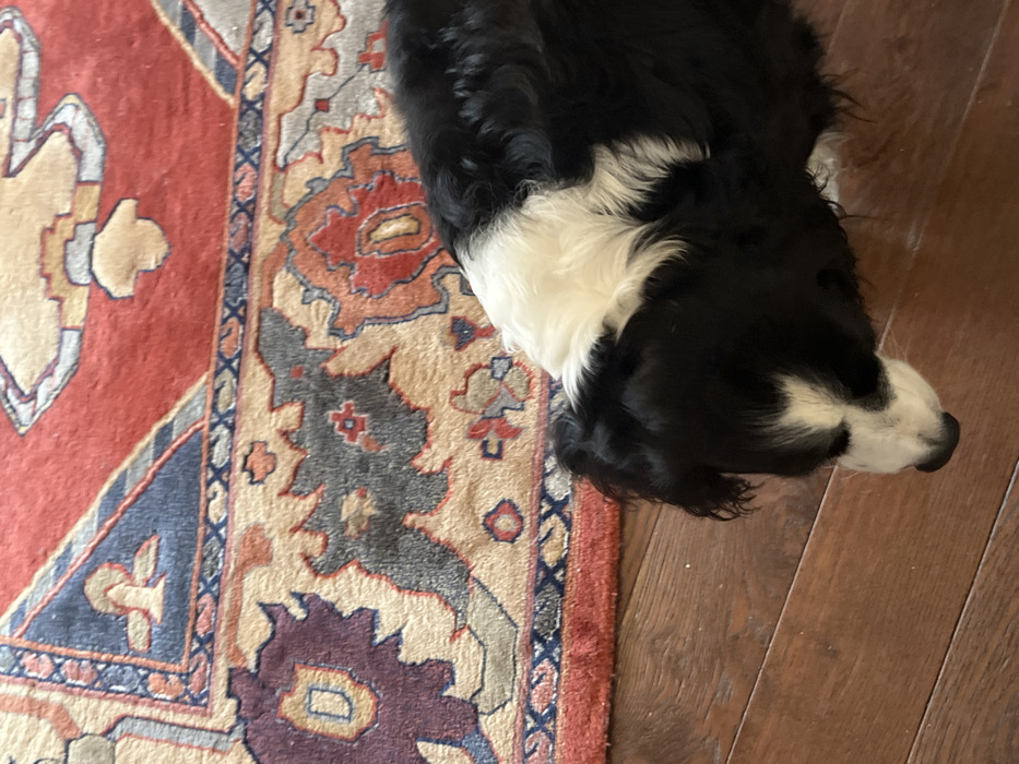The scene depicts an indoor environment in Ancenis, France. A black and white dog, likely a Spaniel or similar breed, is positioned on a polished wooden floor, its head lowered and facing downwards. The dog exhibits black fur predominantly on its body and head, with distinct white markings on its chest, neck, muzzle, and a stripe on its forehead. Adjacent to the dog, a patterned rug occupies the upper portion of the frame. The rug features a red field with intricate designs in beige, dark blue, maroon, and grey, characteristic of an Oriental style. No people or direct interactions are visible within the frame.