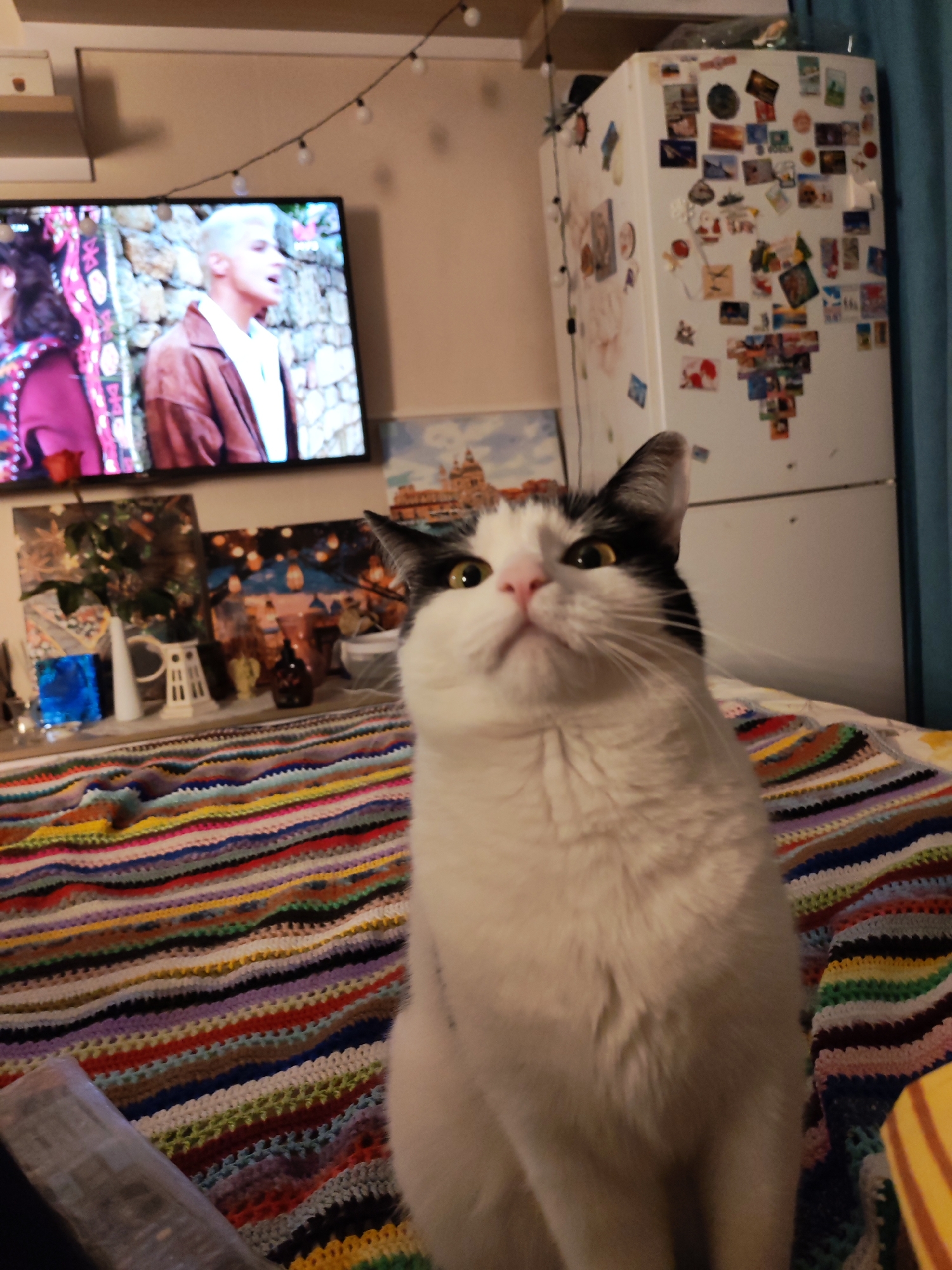 A domestic scene indoors. A black and white cat with a pink nose sits in the foreground against a multicolored striped blanket. Behind the cat is a table or shelf with vases and decorative objects. In the background, a TV screen displays people, one in a brown jacket and the other with dark hair. A white refrigerator covered with magnets stands to the right, and a string of lights hangs above the TV. The location in the city of Chaikovsky, Russia, cannot be determined from the image.
