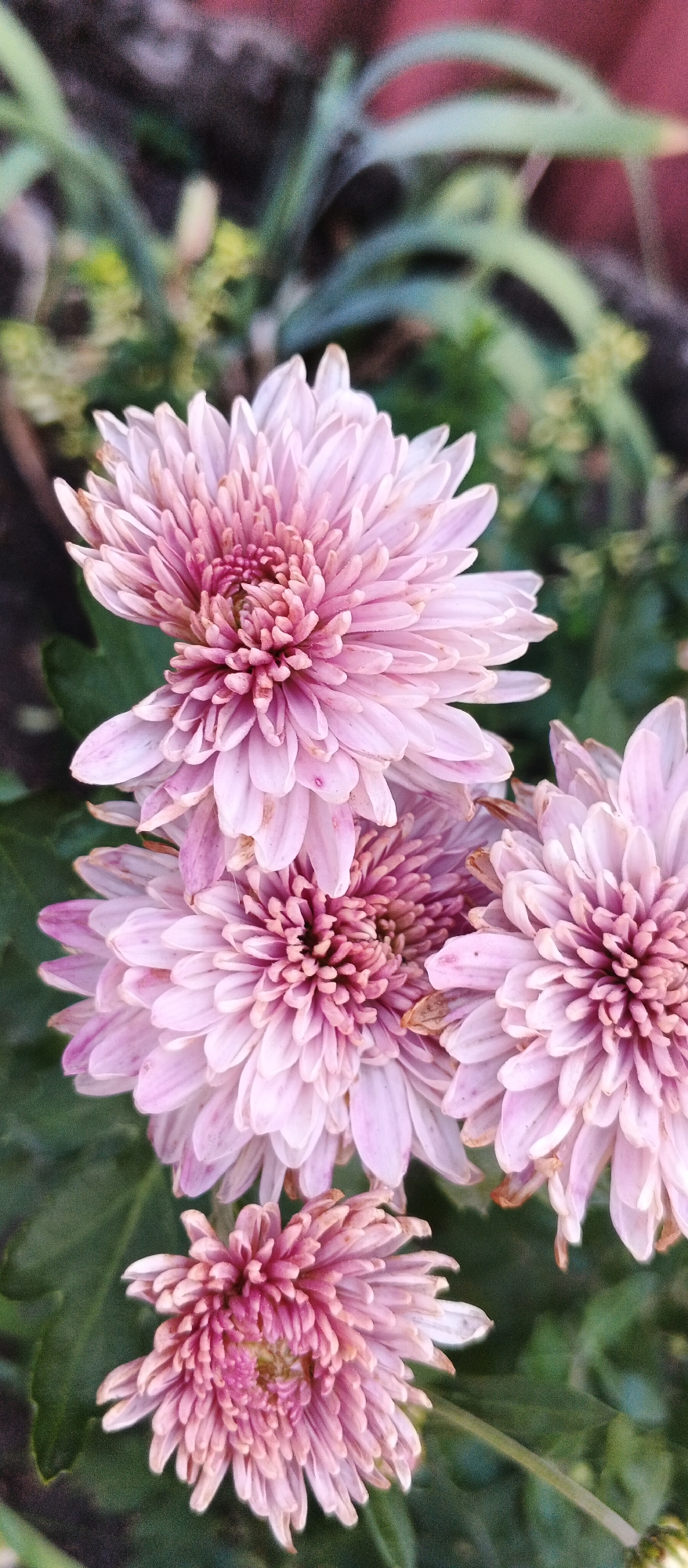 The image displays a close-up view of several pink chrysanthemum flowers. The flowers have a layered petal structure, with the centers appearing a deeper shade of pink or magenta. The background is softly blurred, showing green foliage and hints of a reddish-brown surface, possibly a pot or wall. The lighting suggests an outdoor setting, with natural light illuminating the flowers. There are no people or discernible human activity in the image. The scene is static and focused on the botanical subject. The location in Smila, Ukraine is not visually represented in the image itself, nor is there any information to confirm this specific location from the visual data provided.