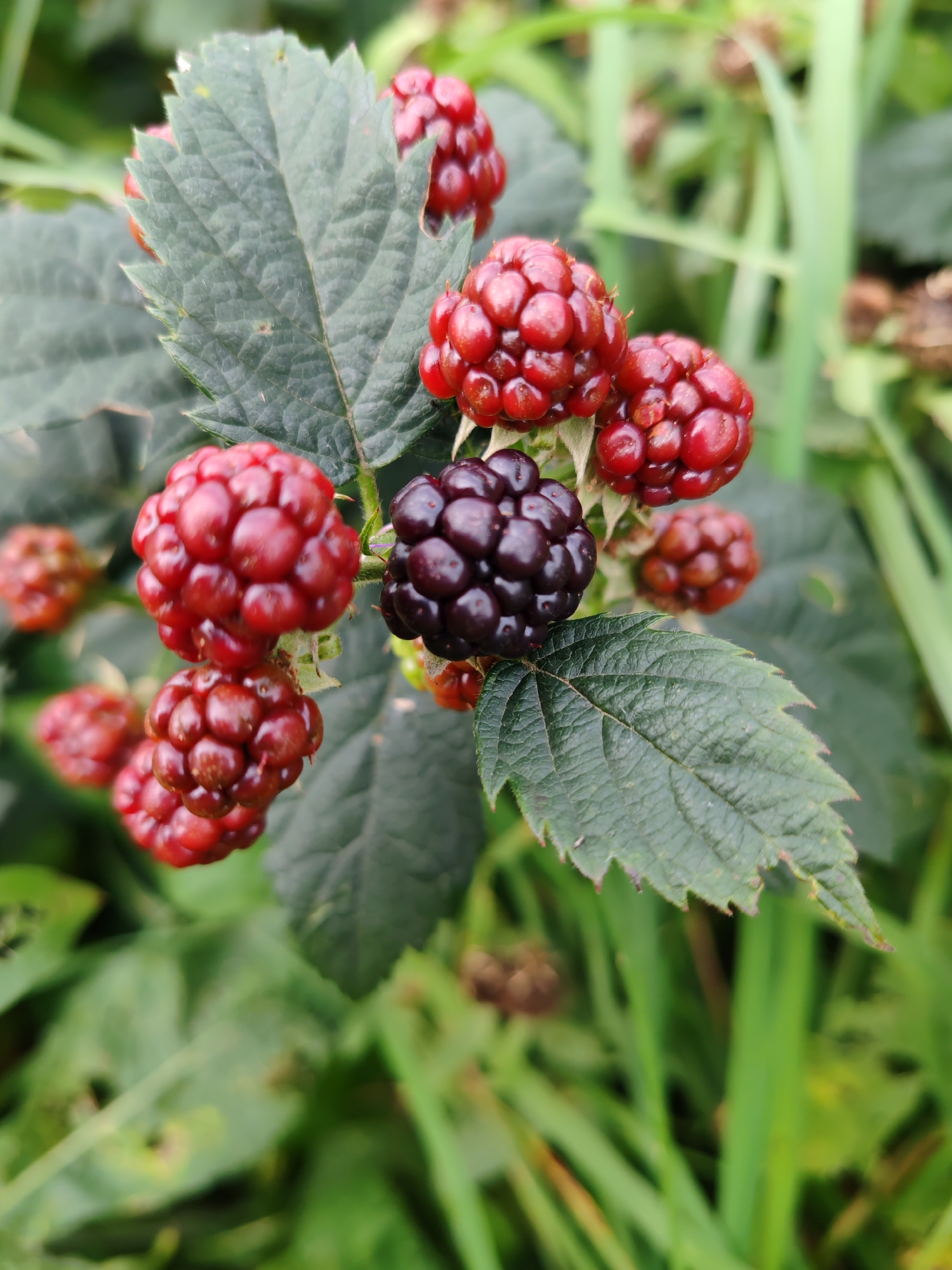 A close-up, eye-level, outdoor, full shot captures a cluster of ripe and ripening blackberries on a bramble bush in Чухлэм, Russia. The focus is on a bunch of dark purple to deep red blackberries, some fully ripe and others still developing their color. A single, ripe, dark purple blackberry is prominently positioned in the center of the frame, surrounded by several redder, less mature berries. The blackberries are composed of numerous small drupelets. Dark green, serrated leaves of the bramble bush are visible, with some showing signs of wear or damage. The background is softly blurred, depicting more of the bramble foliage and green grass, suggesting a natural, uncultivated environment, possibly a field or garden edge. The lighting appears natural, with no artificial sources evident. The image is sharp on the blackberries and surrounding leaves, with the depth of field blurring the background. There are no people or animals present in the scene.