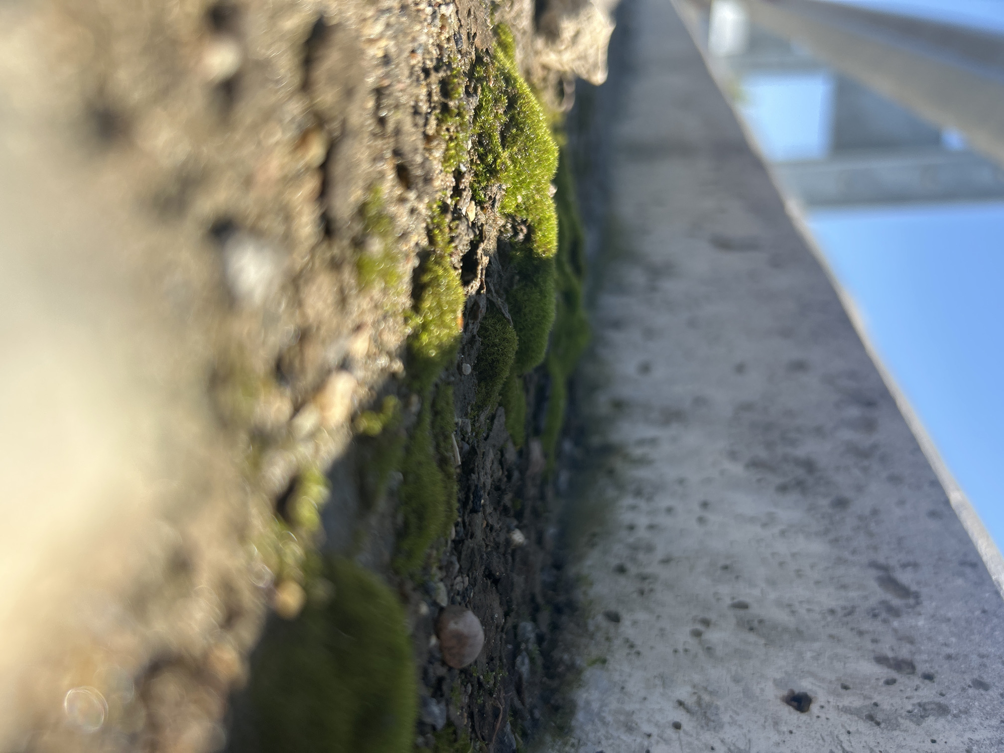 The image shows a close-up, low-angle view of a patch of moss growing on a rough, gritty surface next to a concrete barrier. The concrete barrier, appearing weathered and stained, runs diagonally across the upper portion of the frame. Above and behind the barrier, a bright blue sky and a blurry metallic structure are visible. The foreground is dominated by the textured ground, with scattered small stones and patches of vibrant green moss. The moss appears in small, rounded clumps, suggesting it has grown in this damp, shaded environment. The lighting suggests a bright, sunny day, with shadows cast by the concrete barrier and the moss itself. The focus is shallow, with the moss and immediate ground in sharp detail, while the background and foreground elements are progressively blurred. The scene depicts a small, natural element thriving in an urban or man-made environment. The location is identified as Kalitsino, Russia.