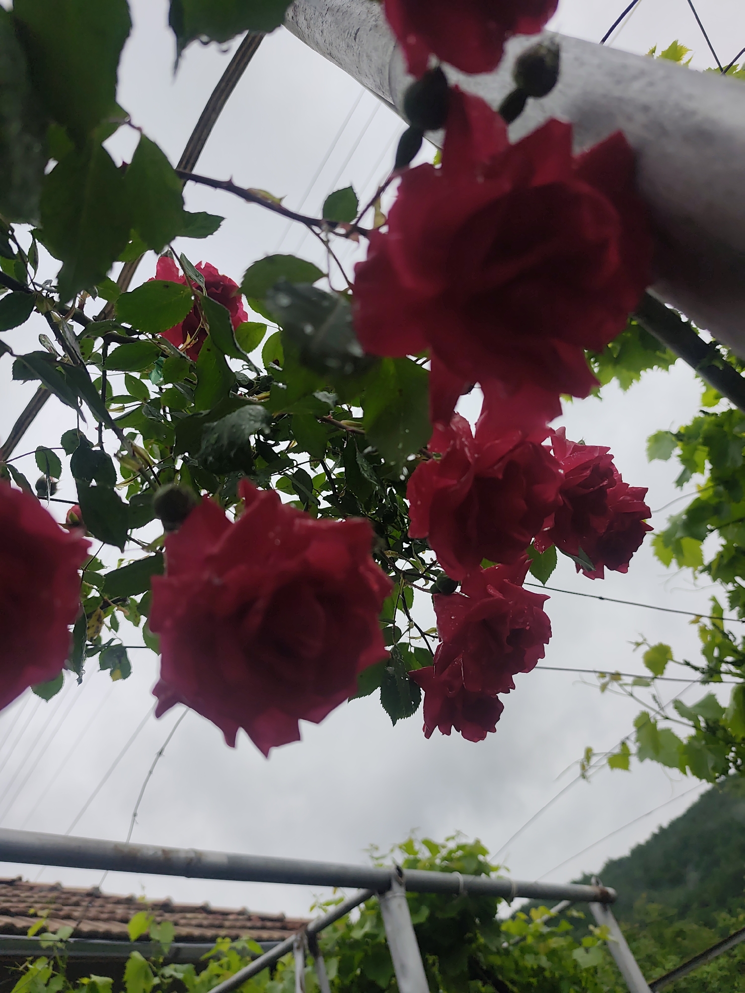 The image shows a cluster of dark red roses in full bloom, hanging from a trellis. The roses are interspersed with green leaves, some showing signs of water droplets, likely from recent rain. Above the roses, a gray sky is visible, suggesting overcast weather.
Below, parts of a building structure are visible, including a tiled roof and what appears to be a weathered metal frame. Green foliage from other plants, possibly vines, intertwines with the trellis. In the background, a blurred, green hillside or mountain can be seen.
The location, city, and country are unknown.