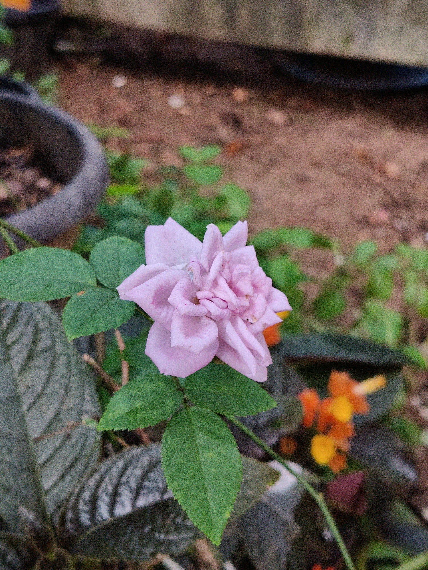 The image shows a close-up of a light purple rose with green leaves. The rose is in focus, with its delicate petals visible. The background is blurred, showing reddish-brown soil and some green foliage, possibly indicating a garden setting. In the lower right of the image, there are small, out-of-focus orange and yellow flowers. The scene appears to be outdoors. The location is specified as Marthandankara, India.