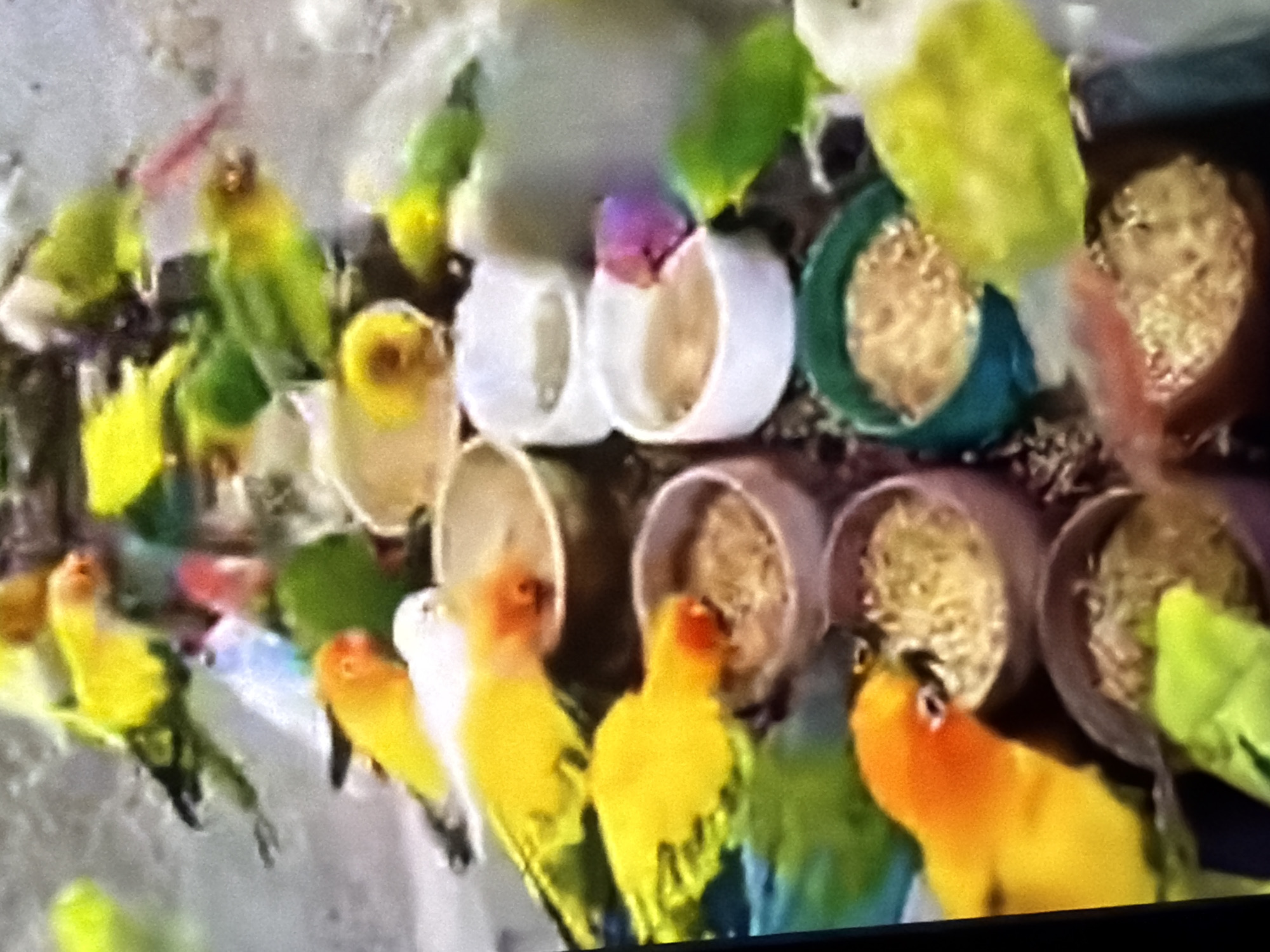 This media file depicts a flock of small birds, likely lovebirds, gathered around several feeding stations. The birds exhibit a variety of colors, including vibrant yellow, green, and some with hints of orange or red on their faces. They appear to be pecking at seed or grain in white and dark-colored bowls, suggesting they are being fed. The scene is crowded with multiple birds, creating a sense of a communal gathering. The background is somewhat indistinct, but it appears to be an enclosure or a natural setting with a textured surface, possibly a wall or ground. The lighting is even, without strong shadows, suggesting it might be daytime or well-lit indoor conditions. There is no visible text in the image. The overall impression is one of activity and feeding among a group of colorful birds.