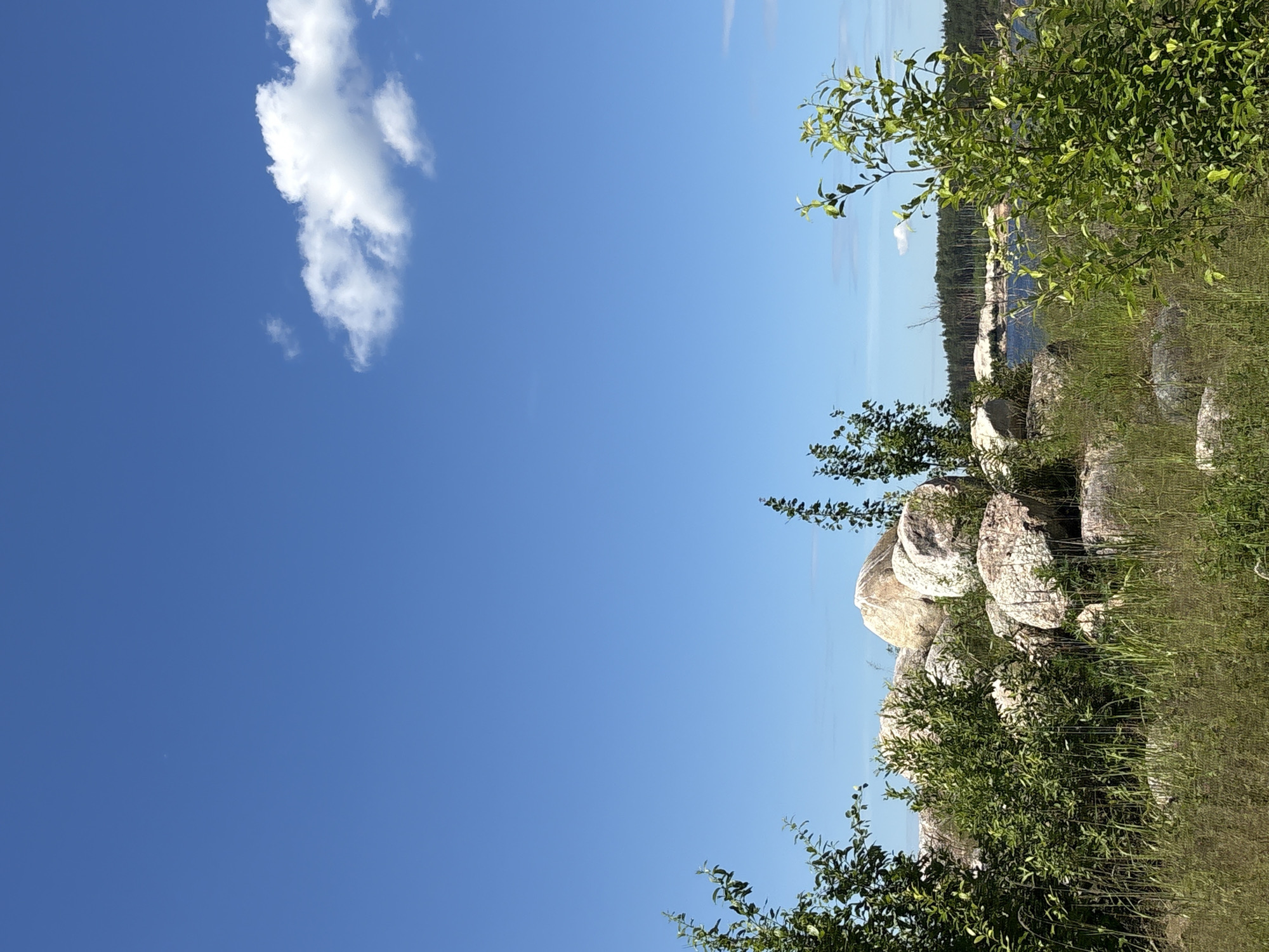 This is a vertical, eye-level, medium shot of a natural landscape on a clear day. The foreground is dominated by a pile of large, pale, rough-textured rocks, some of which are partially obscured by green foliage and tall grasses. To the left and right of the rock pile, there are two young trees with green leaves. In the midground, beyond the rocks, a body of water is visible, bordered by a dense line of dark green pine trees that form a horizon. The sky above is a vibrant blue, with a single, small, fluffy white cloud positioned in the upper right quadrant. The scene appears to be located in the vicinity of Manushkino, Russia, given the presence of natural elements such as rocks, trees, water, and a clear sky typical of the region's climate. There are no people or man-made structures evident in the image. The lighting suggests it is daytime, with bright sunlight illuminating the scene.