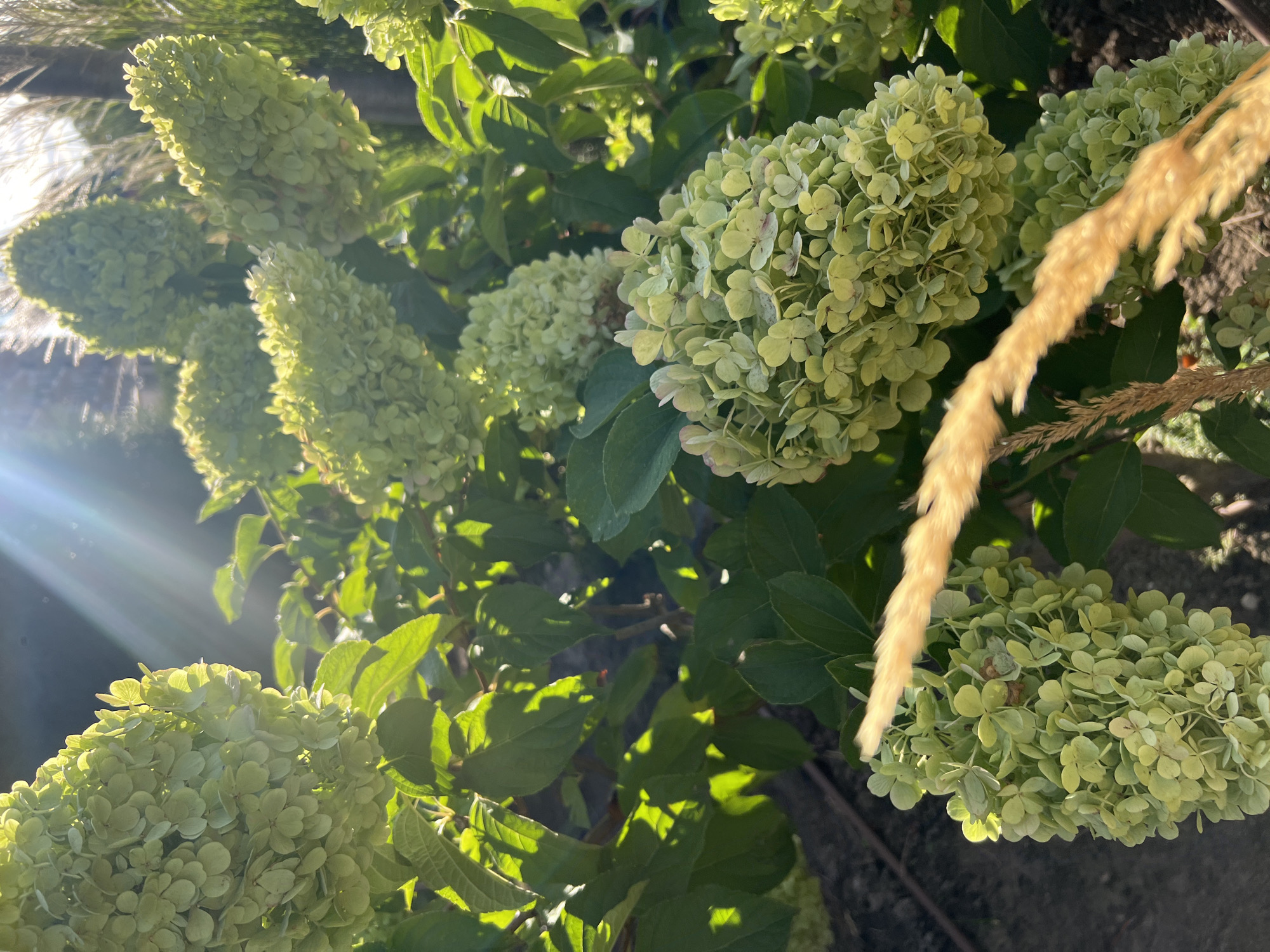 The image captures a close-up view of several blooming light green hydrangeas in Fontanka, Ukraine. The flowers, composed of numerous small florets, are clustered in cone-shaped panicles. They are illuminated by bright sunlight, which creates lens flares and highlights on the petals and leaves. The background consists of dark green foliage and hints of soil. A dried, feathery grass stalk is prominently positioned in the foreground, partially obscuring one of the hydrangea blooms. The overall scene is one of lush, sun-drenched nature.