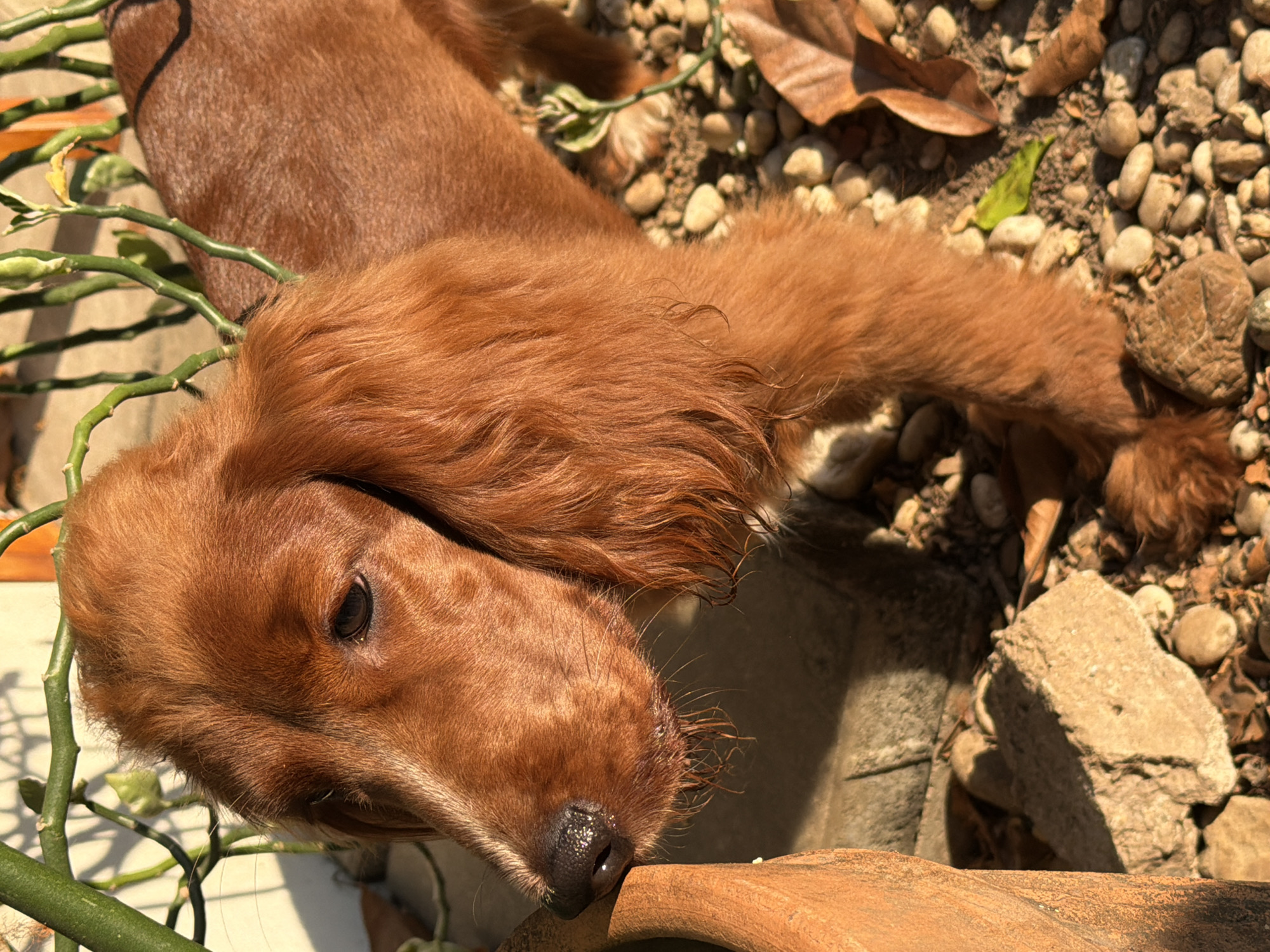 A reddish-brown Irish Setter dog lies outside, its head resting on a terracotta pot rim. The dog's dark eye is visible, and its nose is close to the pot's edge. The dog is surrounded by small rocks, pebbles, and a few dried leaves. Some green, thin, segmented plant stems are visible in the foreground. The location is Chang Phueak, Thailand.