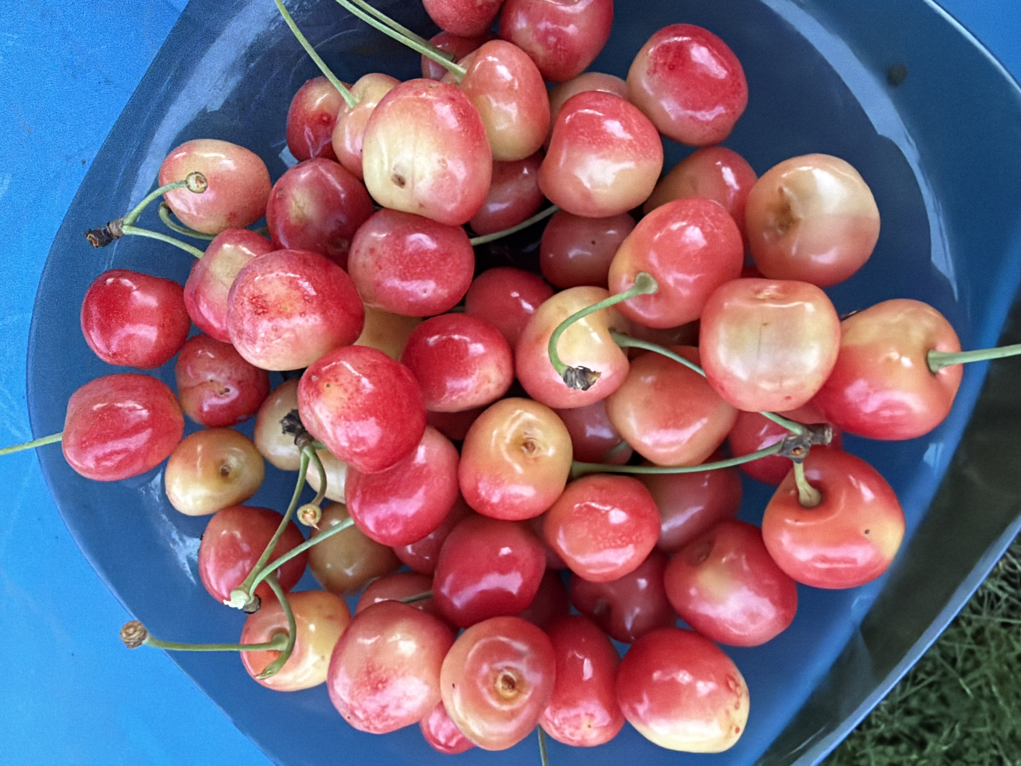 This media file shows a close-up, top-down view of a blue bowl filled with Rainier cherries. The cherries are predominantly red and yellow, with some showing a rosy blush. They are clustered together, with many still attached to their green stems. The bowl itself appears to be plastic and is sitting on a surface that is partially visible as bright blue and also shows some green grass. The lighting suggests it is daytime, possibly outdoors given the grass. There are no people or text visible in the image. The scene is a still life of fresh fruit, possibly recently harvested, given the abundance and intact stems. The focus is entirely on the cherries and the texture and color variations within the bowl.