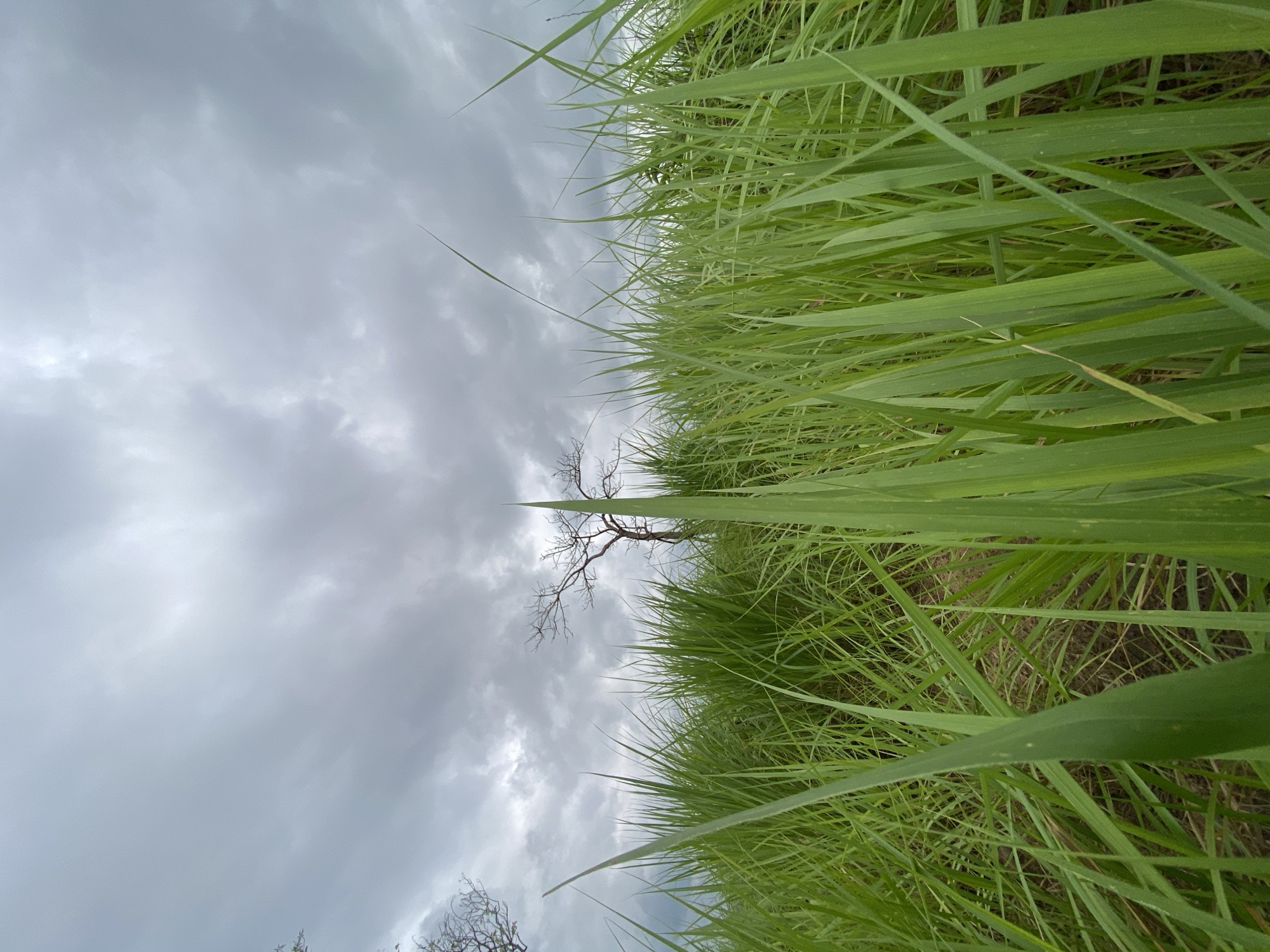 A low-angle, wide shot captures tall green grass in the foreground, obscuring the ground. In the middle ground, a barren, leafless tree stands against a cloudy sky. Further in the distance, another bare tree is partially visible on the left. The sky is filled with heavy, dark grey clouds, suggesting an overcast day or impending rain. The scene depicts a natural, open landscape. The location is identified as Achara, Nigeria. No people or animals are present.