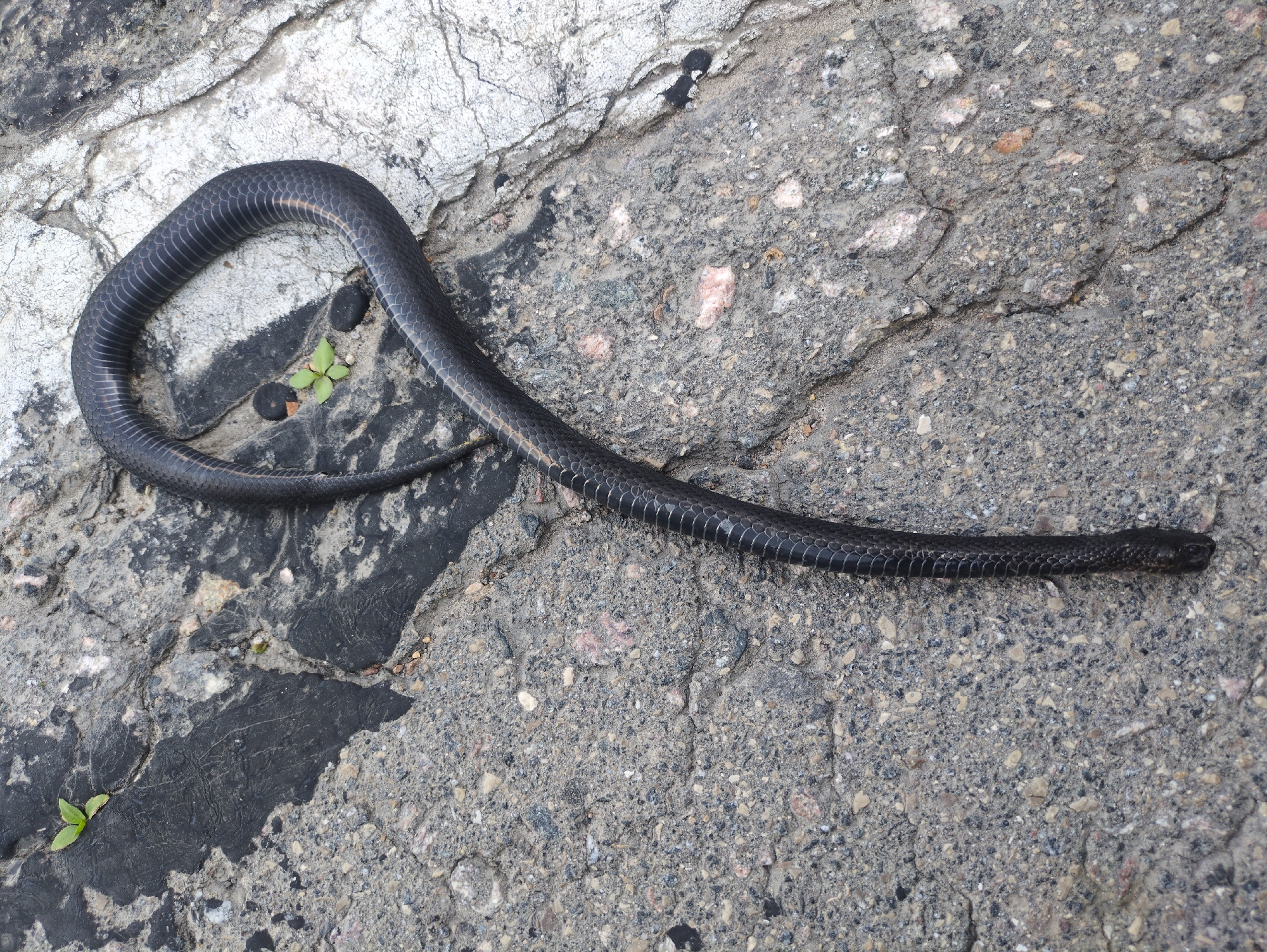 A black snake is coiled on a rough, grey surface composed of asphalt and stone. The snake is dark and appears to have a patterned or textured skin. There are a few small green plants growing in the crevices of the surface, along with some dark pebbles. The surface itself is cracked and uneven, with areas of lighter grey stone interspersed with darker asphalt. The lighting suggests it could be daytime, with no obvious signs of specific weather conditions. The overall scene appears to be an outdoor environment, possibly a path, road, or rocky area. There is no visible text in the image.