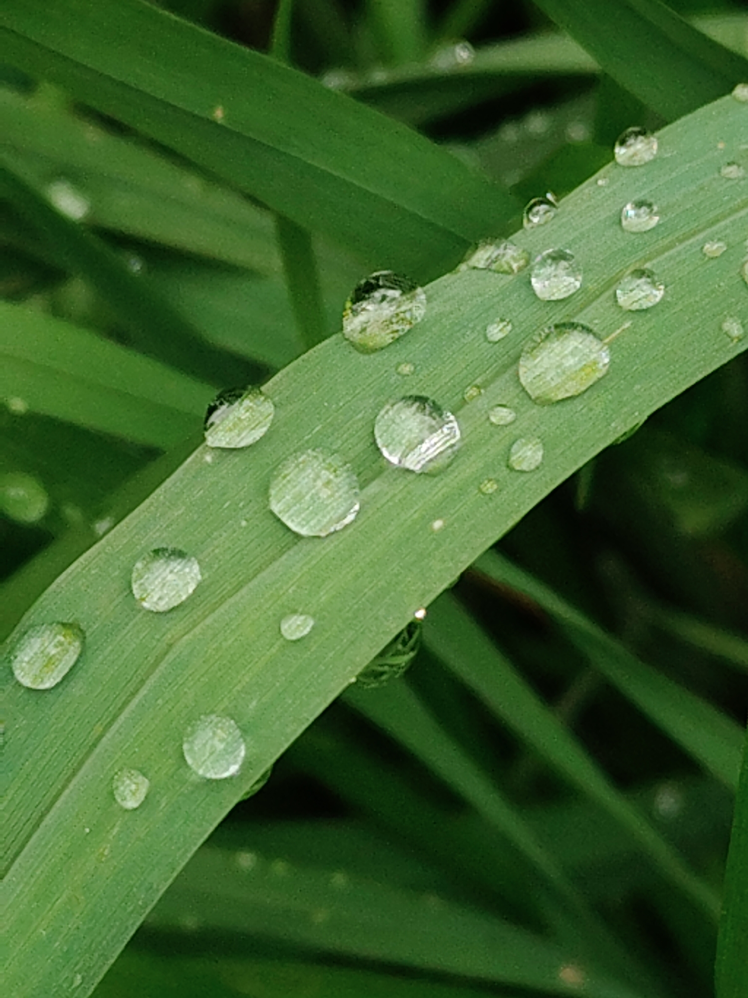 A close-up shot displays dew droplets on a vibrant green blade of grass. The droplets range in size and are scattered across the surface. The background features out-of-focus grass blades, creating a shallow depth of field. The location is Unknown, Unknown.