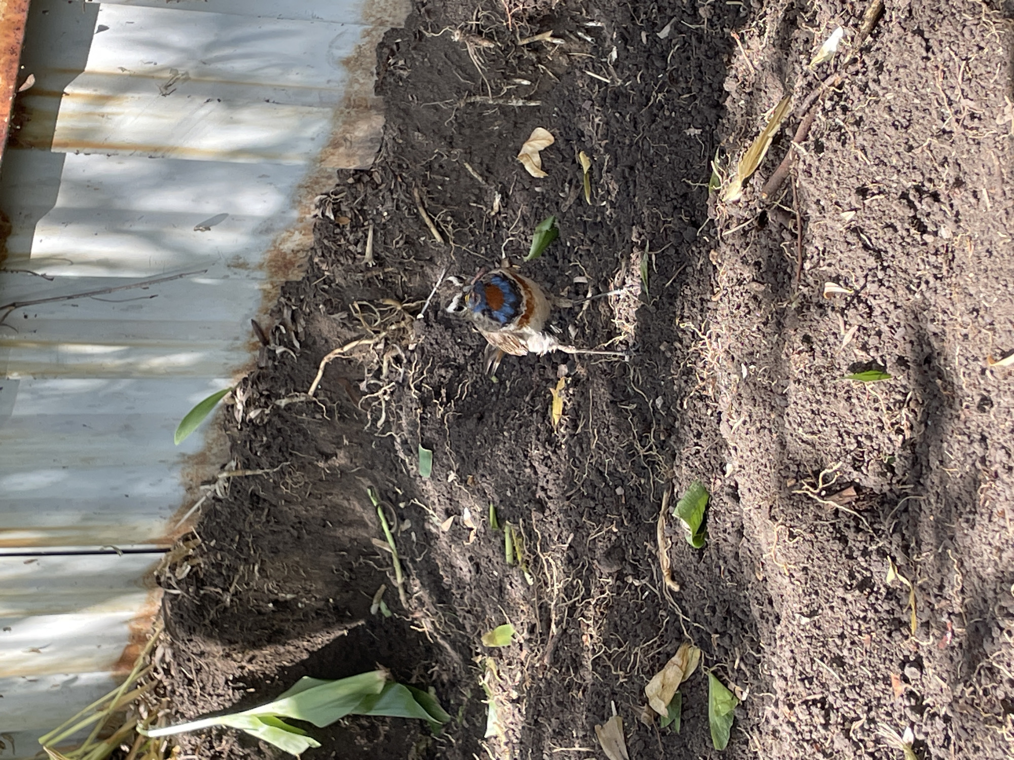 A bluethroat bird stands in dark soil, facing the camera. The bird has a white throat with a blue and red patch, brown wings, and a white belly. It is standing on its thin legs. The ground is covered with dark soil, dry leaves, and some green foliage. In the background, a corrugated metal fence with rust stains is visible. The scene appears to be outdoors in a garden or natural setting. There is no indication of the city of Petrushenko, Russia.
