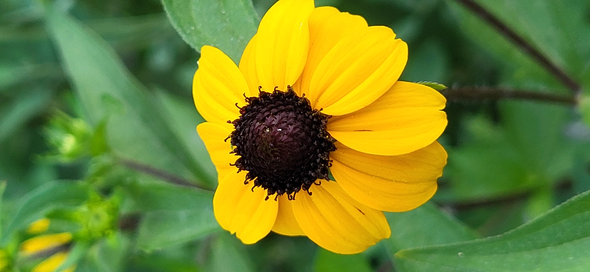 A close-up, vertical, medium shot captures a yellow coneflower against a blurred green background. The flower's dark brown, textured center is prominent, surrounded by bright yellow petals. Some petals show slight wilting or imperfections. The background consists of soft-focus green foliage, possibly other plants or leaves, with a few darker stems visible. The lighting suggests an outdoor, daytime setting. The image does not contain any elements that would indicate a specific location within Taldykorgan, Kazakhstan.