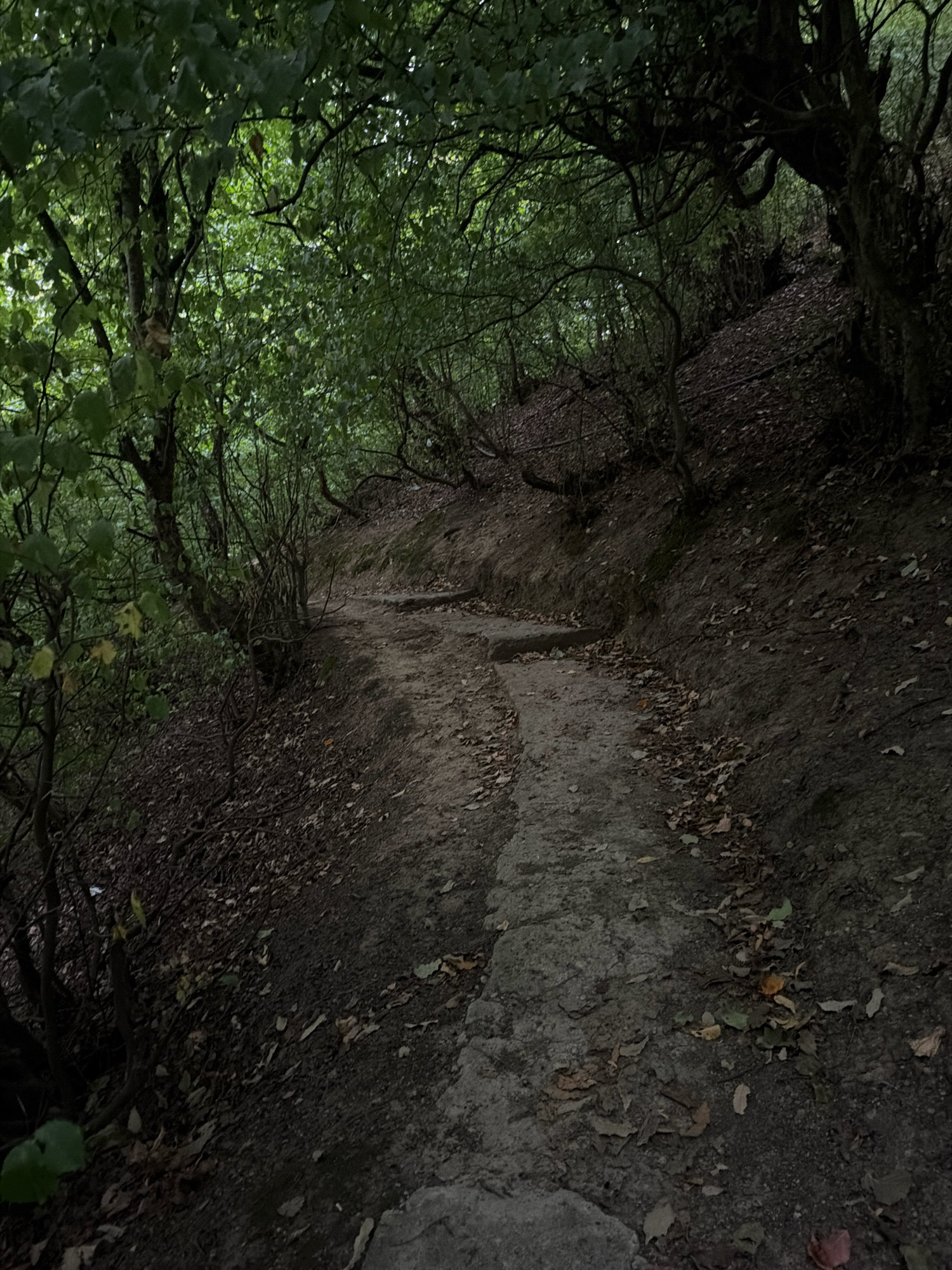The image shows a narrow, unpaved pathway winding through a dense forest in the city of Masalli, Azerbaijan. The path is irregular, with stones embedded in the dirt, suggesting it is an old or natural trail. The surrounding vegetation is thick with trees and undergrowth, casting deep shadows over the path. Fallen leaves litter the ground, indicating an autumn or early winter season. The overall atmosphere is somewhat dim and secluded, characteristic of a less-traveled forest trail.
