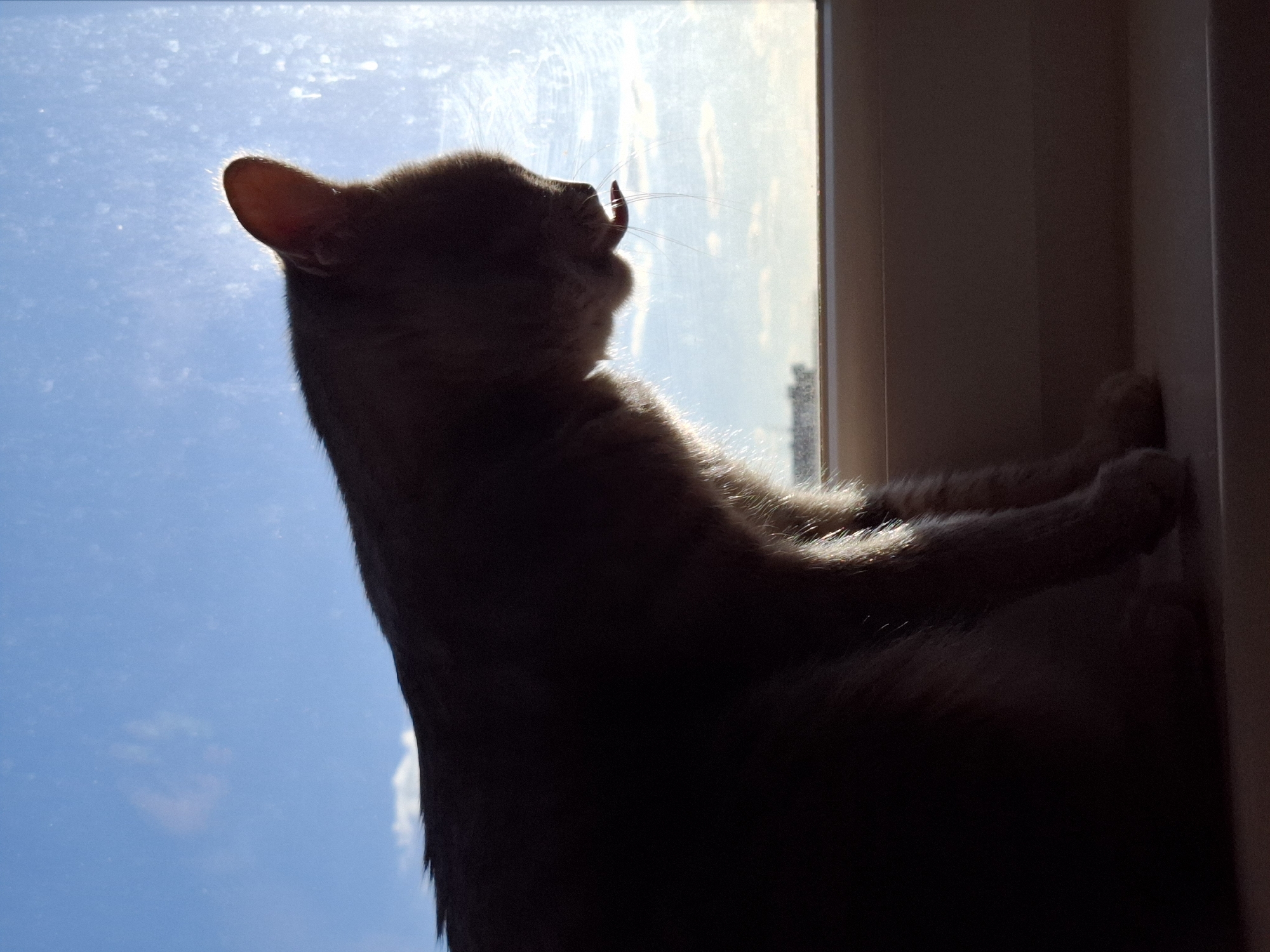 A domestic cat is captured in profile, silhouetted against a brightly lit window. The cat is standing, with its front paws possibly resting on the window frame or ledge, and its head tilted upwards. Its mouth is slightly open, revealing a visible tongue and prominent whiskers, suggesting it might be licking the window or intently sniffing something outside.
The background is dominated by a clear, bright blue sky with faint wisps of white clouds, indicating daytime. Intense sunlight streams through the window, creating a strong backlight that outlines the cat's fur with a bright halo and causes glare on the window glass, which also shows some smudges. To the right of the cat, a segment of a window frame and an interior wall are visible, both cast in deep shadow. In the distance, through the window, the faint silhouette of a building can be discerned, placing the scene in an urban context, specifically Novi Sad, Serbia. The overall impression is one of a curious cat observing or interacting with the world outside its window on a sunny day. No text is visible.