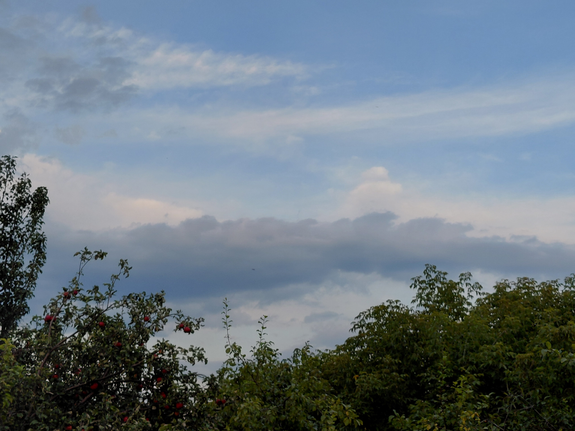 An overcast sky with wispy clouds stretches over a densely wooded area. In the foreground, the tops of trees laden with red apples are visible. The scene appears to be in a rural or suburban environment, possibly in or near Verhnyaya Podstyopnovka, Russia. The lighting suggests it could be late afternoon or early morning, with diffused sunlight. There are no people or animals visible in the image, nor any specific man-made structures.