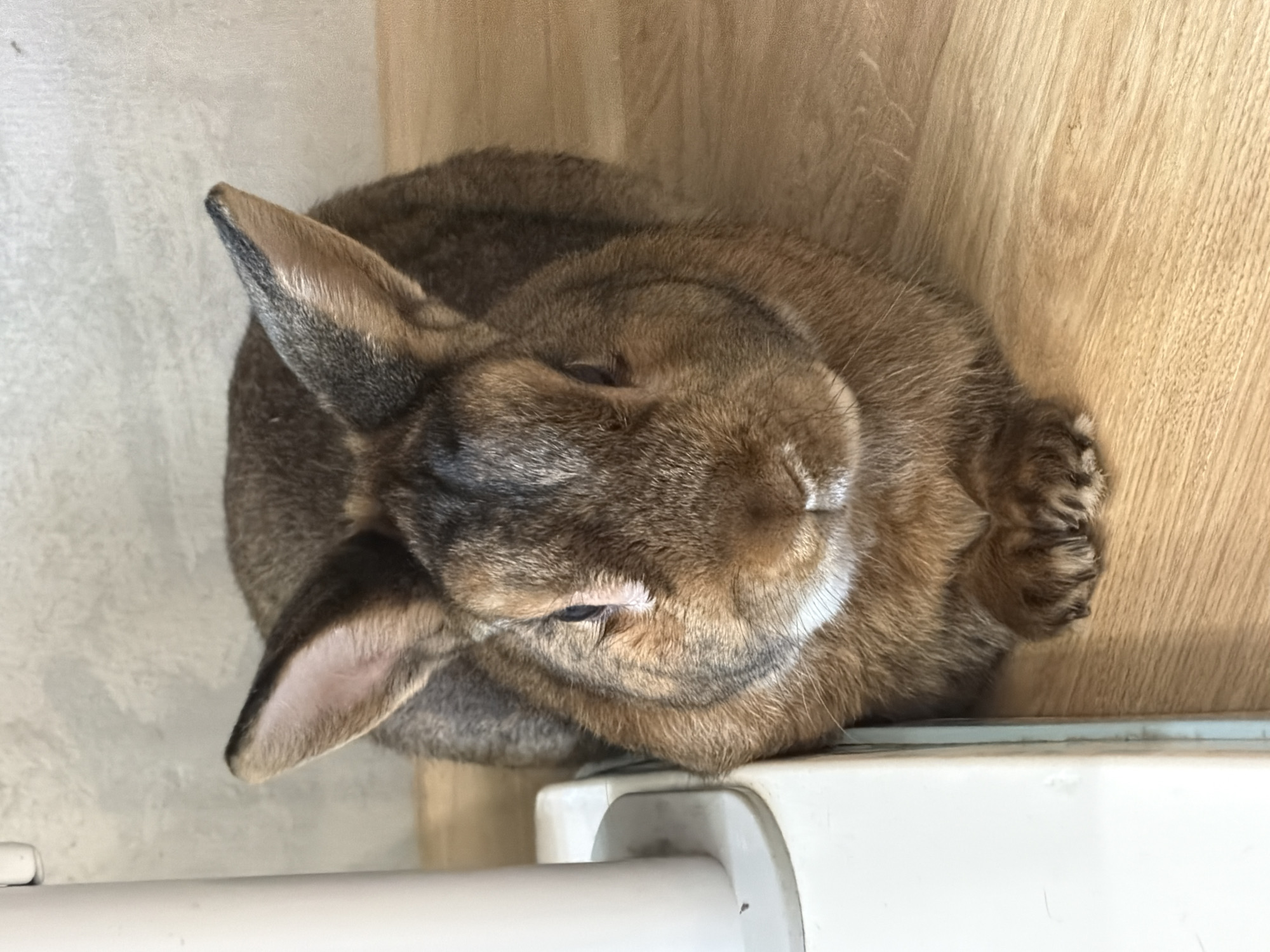A rabbit is sitting on a wooden surface, its fur is brown and grey, and its ears are standing up. The rabbit is facing the camera and appears to be looking directly at it. To the left of the rabbit is a white object that could be a piece of furniture or a shelf. The background is a light-colored, textured wall. The image is taken from a slightly high angle. This scene is not specific to Solikamsk, Russia.