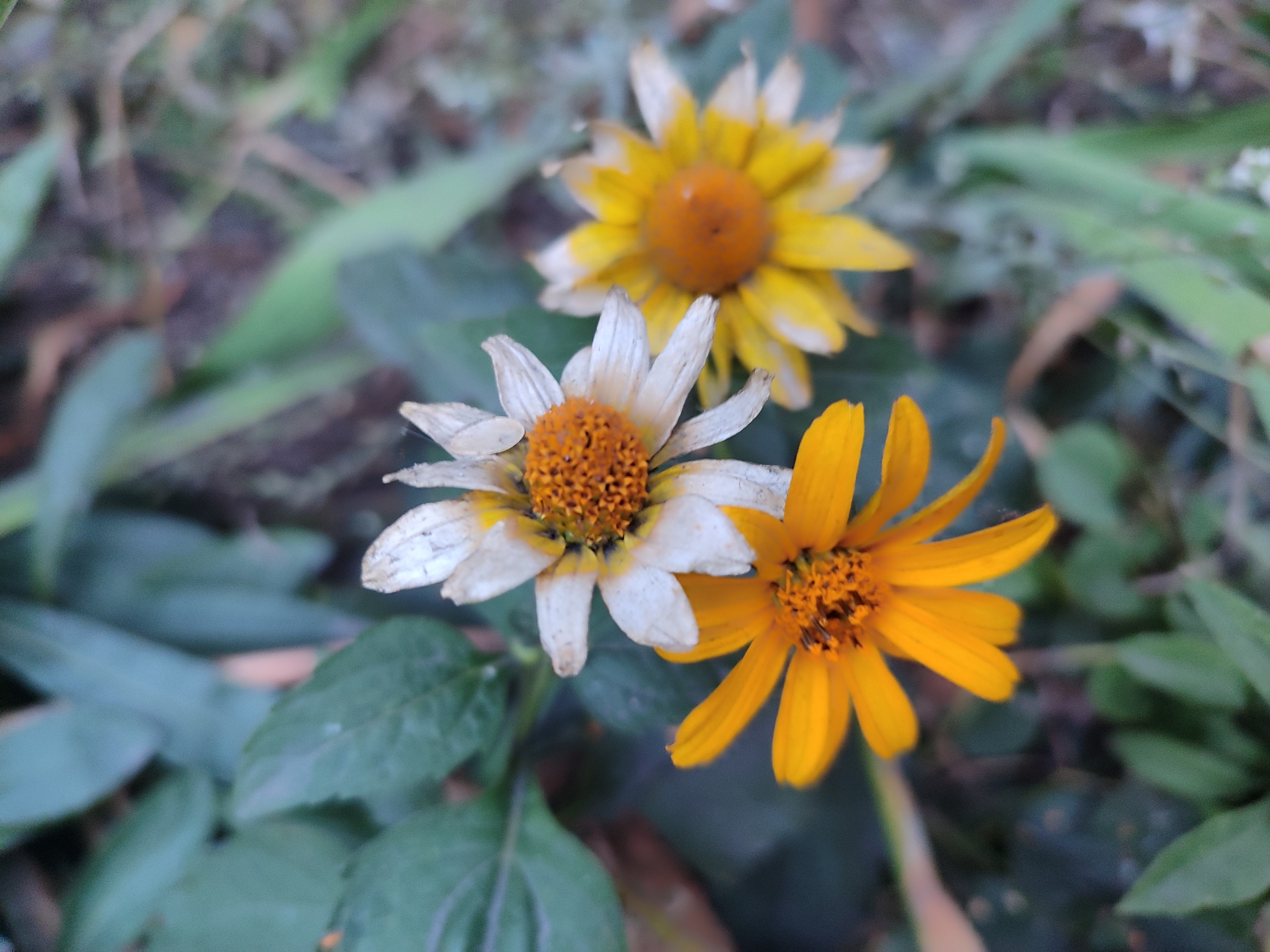 Three flowers are in focus in the foreground of this outdoor shot. The flower on the left has white petals that are slightly wilted and tinged with yellow and brown. Its center is a textured orange. The flower in the middle is slightly out of focus, but appears to be a vibrant yellow with an orange center. The flower on the right is bright orange with pointed petals and a textured orange center. The background consists of green foliage and out-of-focus brown and green elements that suggest a garden or natural setting. There is no discernible indication of a city or specific location.