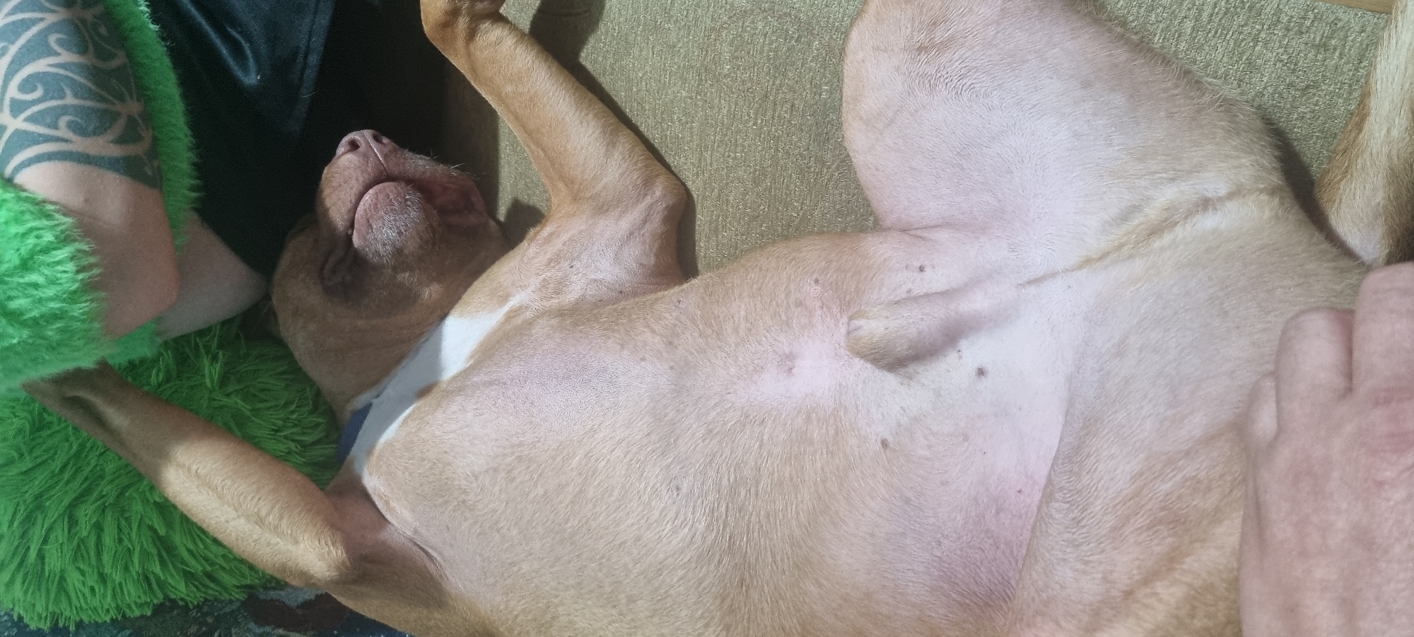 The image shows a light brown dog lying on its back. The dog appears to be relaxed, with its head tilted back and its belly exposed. Part of a human arm with a tattoo can be seen on the left. A green, furry object is nearby, possibly a pillow or toy. The background surface appears to be textured. The location is unknown.