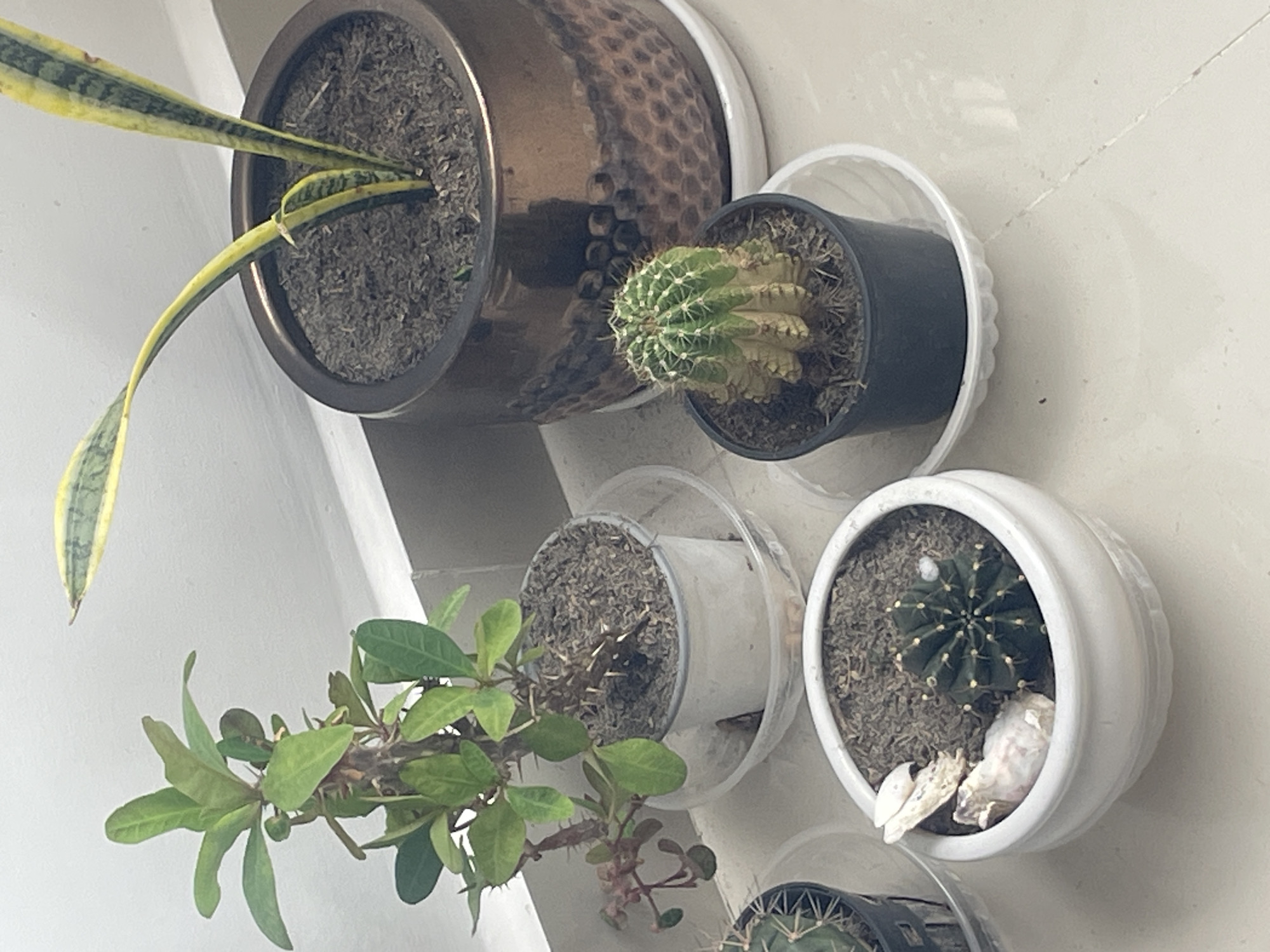 This is a forensic, matter-of-fact description of the image. The image depicts an indoor scene with several potted plants arranged on a tiled floor against a white wall. The plants are diverse, including what appears to be a snake plant in a large, ornate copper-colored pot, a thorny succulent with green leaves in a white pot, and two cacti in smaller black and white pots. One of the cacti is a spherical, ribbed variety, and the other is a smaller, cylindrical specimen. There are also seashells placed in the white pot with the spherical cactus. The lighting suggests an indoor environment, possibly a windowsill or balcony. There are no people visible in the image. The floor is tiled in a neutral color, and a white skirting board separates the floor from the wall. The overall impression is one of a domestic setting, likely a home or apartment. Based on the provided context, this scene is located in the city of Nha Trang, Vietnam.