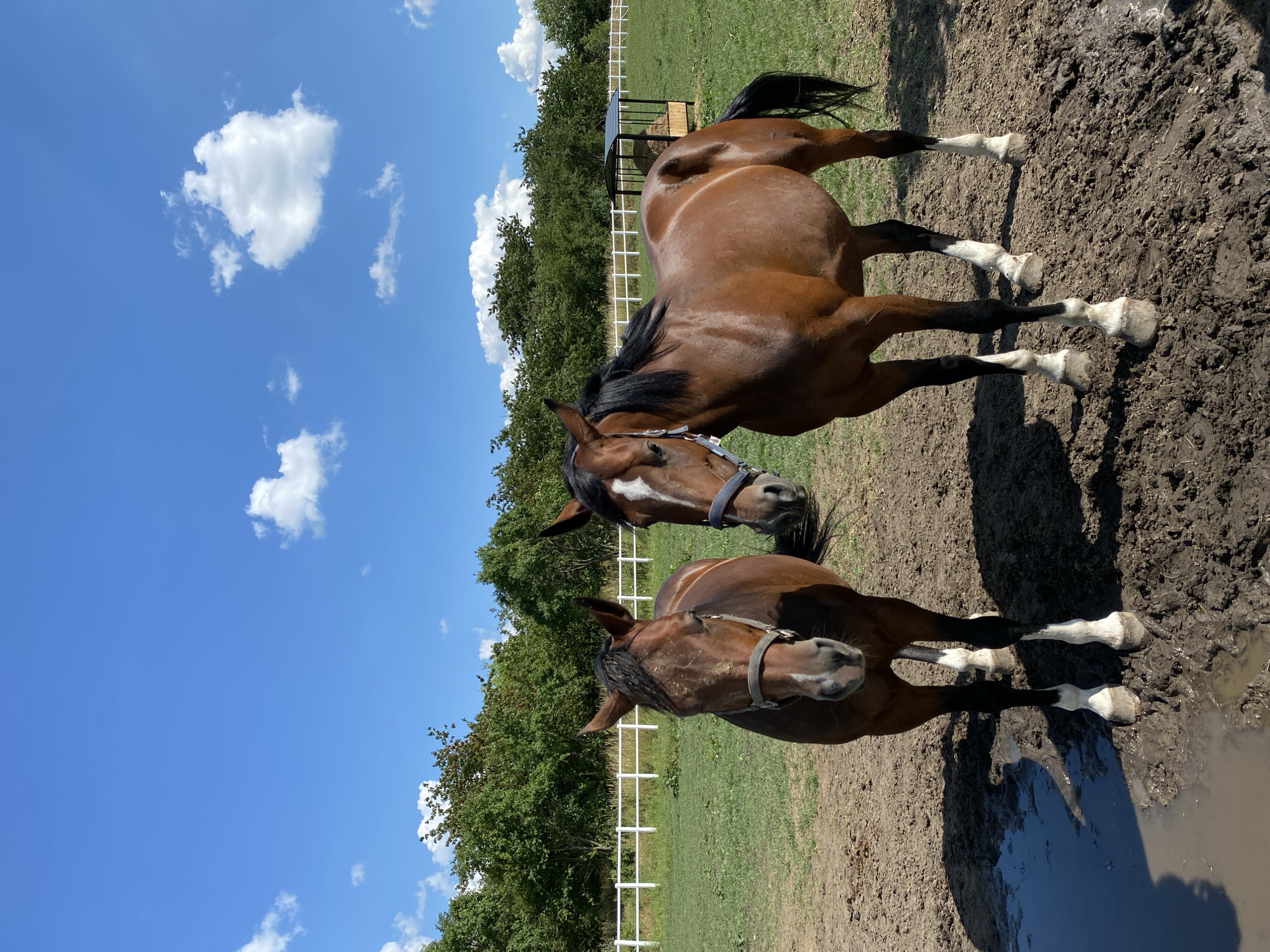 The image, taken in Buk, Poland, features two brown horses in an outdoor setting. The horses are standing on muddy ground, with one horse slightly in front of the other. Both horses are wearing bridles. The background includes a green grassy field, a white fence, and a line of trees. The sky is blue with scattered white clouds, suggesting it is daytime with fair weather. A small shelter structure is visible behind the horses and fence. There is no visible text in the image.