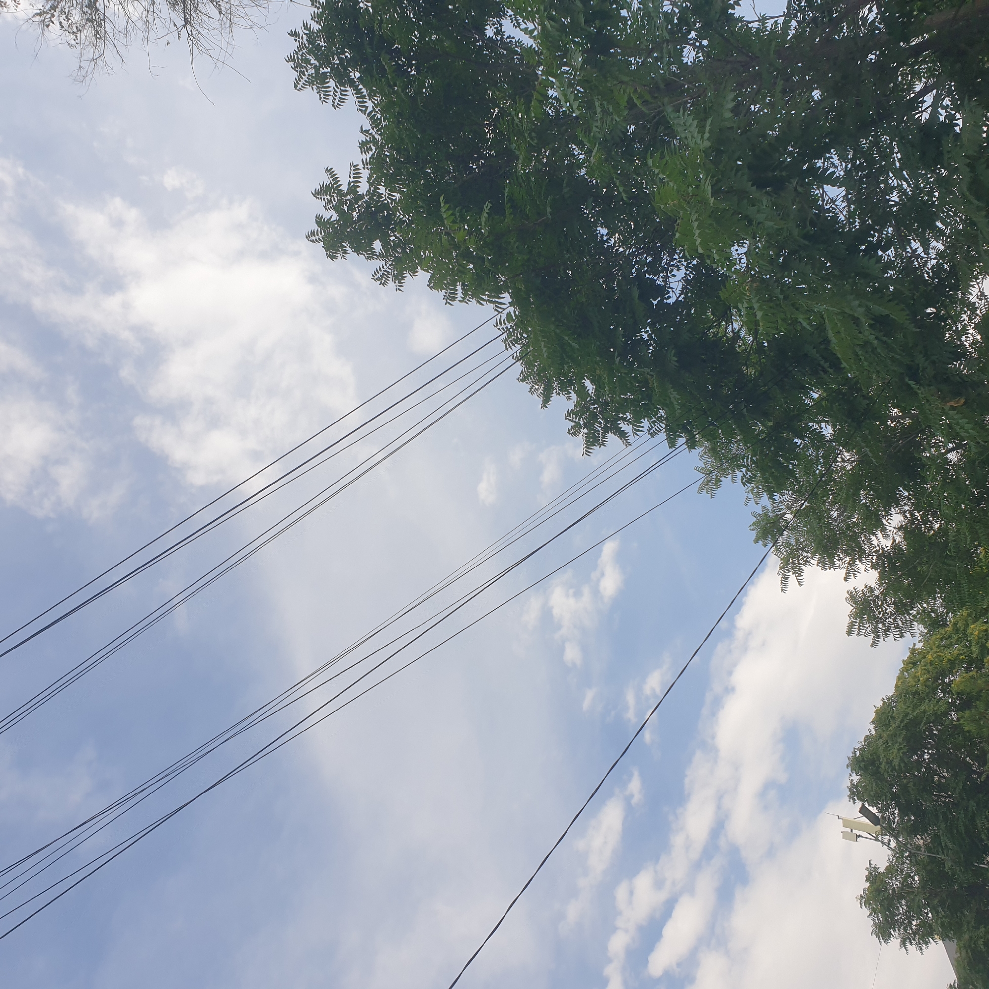 The image, taken in Shymkent, Kazakhstan, shows a view looking upwards towards a pale blue sky with scattered white clouds. Several dark power lines stretch diagonally across the frame from the upper left to the lower right. On the right side and in the lower portion of the image, lush green trees with dense foliage dominate the view, with some bare branches visible in the upper right. In the lower left, a few more trees are visible, and on top of them, a telecommunications tower with several antennas can be seen. The scene depicts an urban or suburban environment with a blend of natural elements and infrastructure against a sky.
