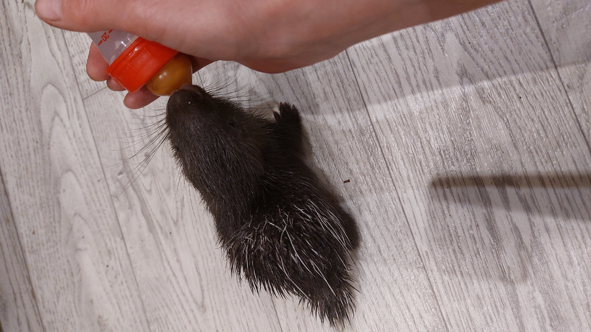 In Зелёный, Russia, a young porcupine is being fed from an orange-capped baby bottle held by a person's hand. The porcupine is dark brown with white-tipped quills and is positioned on a light-colored wooden floor. The bottle contains a yellow liquid. The scene is lit from above, casting a shadow on the floor.