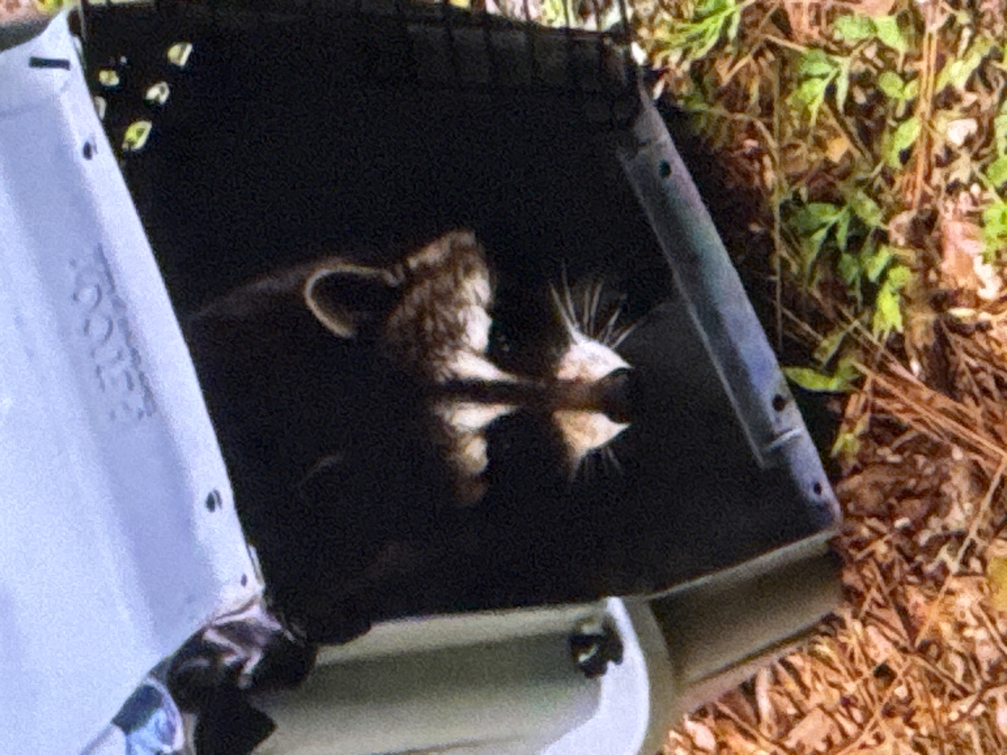 In Springboro, Ohio, a raccoon with distinctive black markings around its eyes is peeking out of a dark-colored plastic trap. The trap, which appears to be designed for animal containment, is positioned on the ground, surrounded by dry leaves and some green foliage. The top of the trap has embossed text, possibly a brand name. The raccoon's face is the most visible part of the animal, with its whiskers clearly visible. The lighting suggests an outdoor setting, likely during daylight hours.