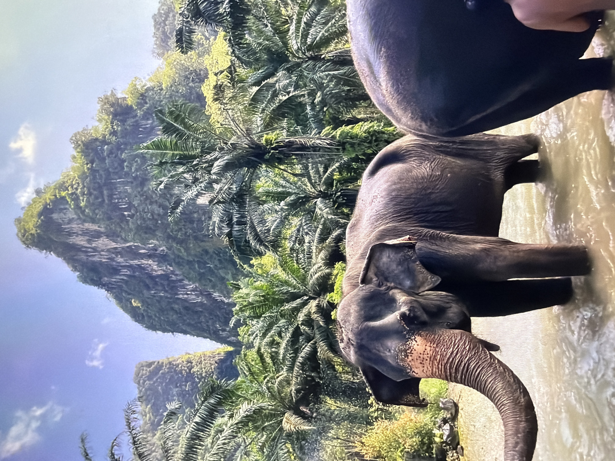 The image captures a vibrant tropical scene featuring two elephants in a body of water, set against a backdrop of lush, jungle-covered mountains.
In the foreground, a large elephant stands partially submerged in light brown, rippling water. Its head and trunk are clearly visible, with the trunk curved down into the water. Its skin appears textured and dark grey. The elephant's left ear is prominent, and hints of a pinkish, mottled skin patch are visible on its face near the trunk's base. To the upper right, the back and rump of a second, larger elephant are visible, also standing in the water. A human hand or arm is partially seen near the top of this second elephant, suggesting human presence or interaction.
The background is dominated by towering, steep mountains or limestone karst formations, densely covered in verdant green foliage, primarily palm trees with their distinctive fan-like fronds. The sky above is bright blue with scattered white clouds, indicating clear daytime weather. The light suggests it is either morning or late afternoon.
The elephants appear to be cooling off or bathing in the water. The overall setting strongly suggests a tropical environment, such as Southeast Asia, given the distinct karst topography and abundant palm vegetation. This visual evidence contradicts the provided location context of "Lovech, Bulgaria." There is no visible text in the image.